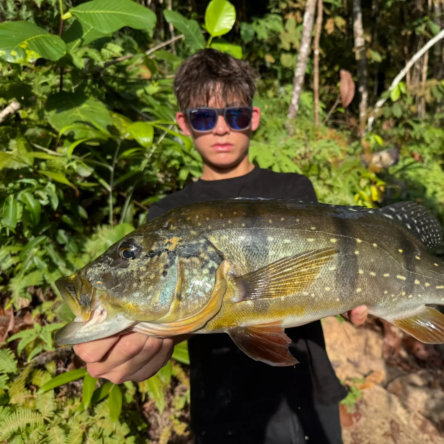 The most recent Speckled peacock bass catches on Fishbrain