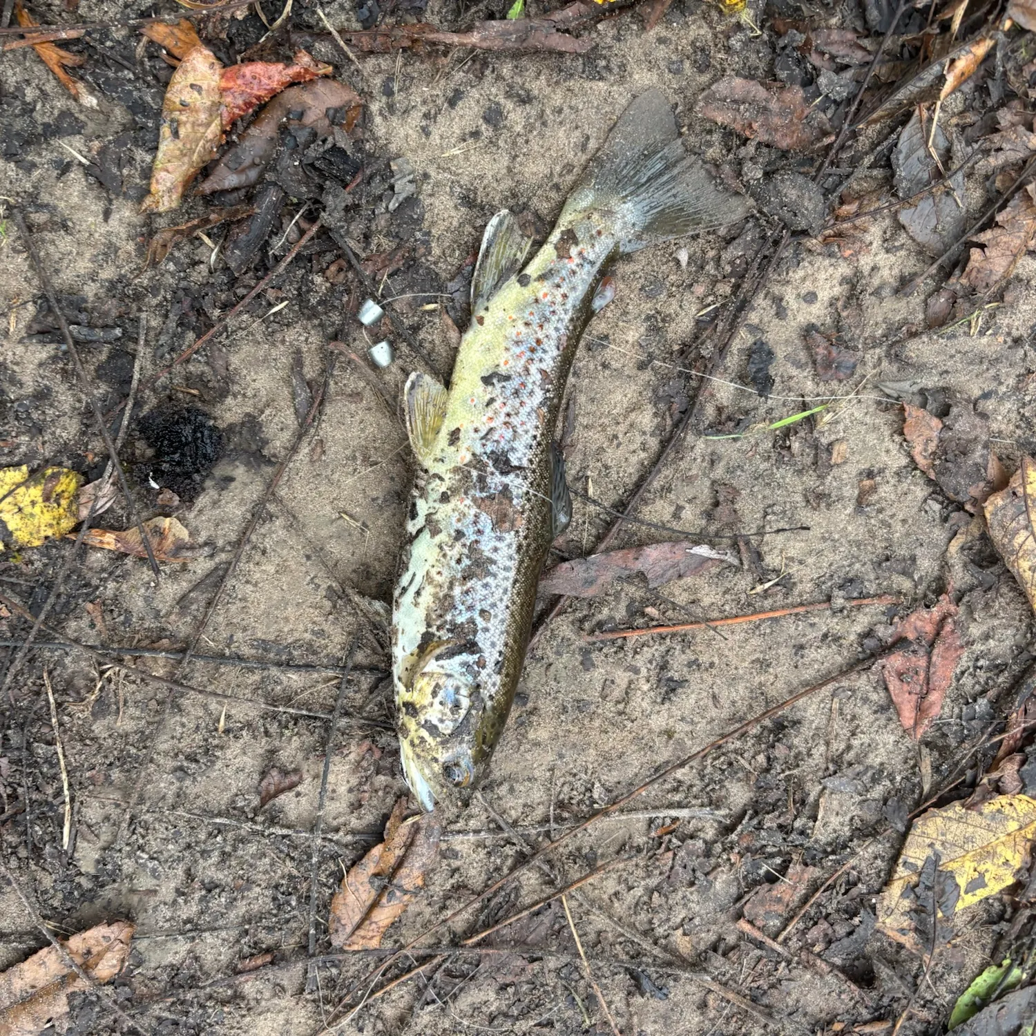 Brown trout caught on Fishbrain