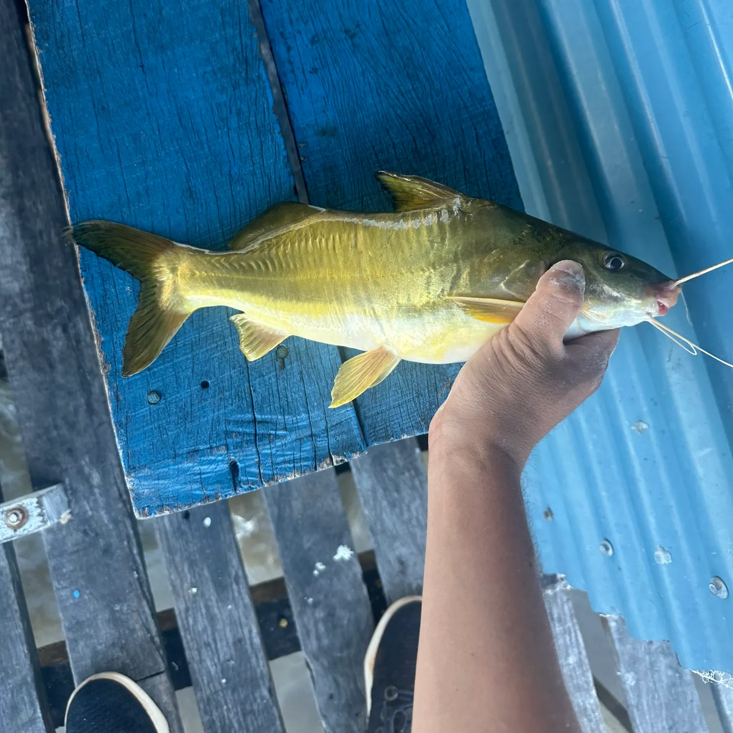 The most recent Spotted pimelodus catches on Fishbrain