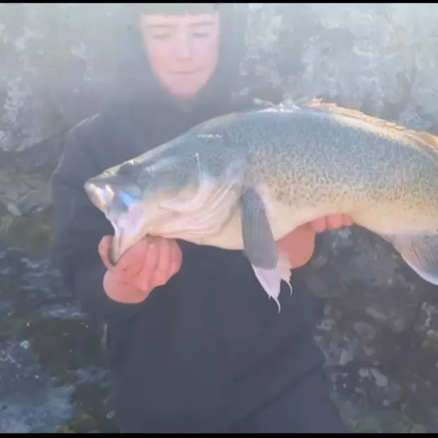 The most recent Murray cod catches on Fishbrain
