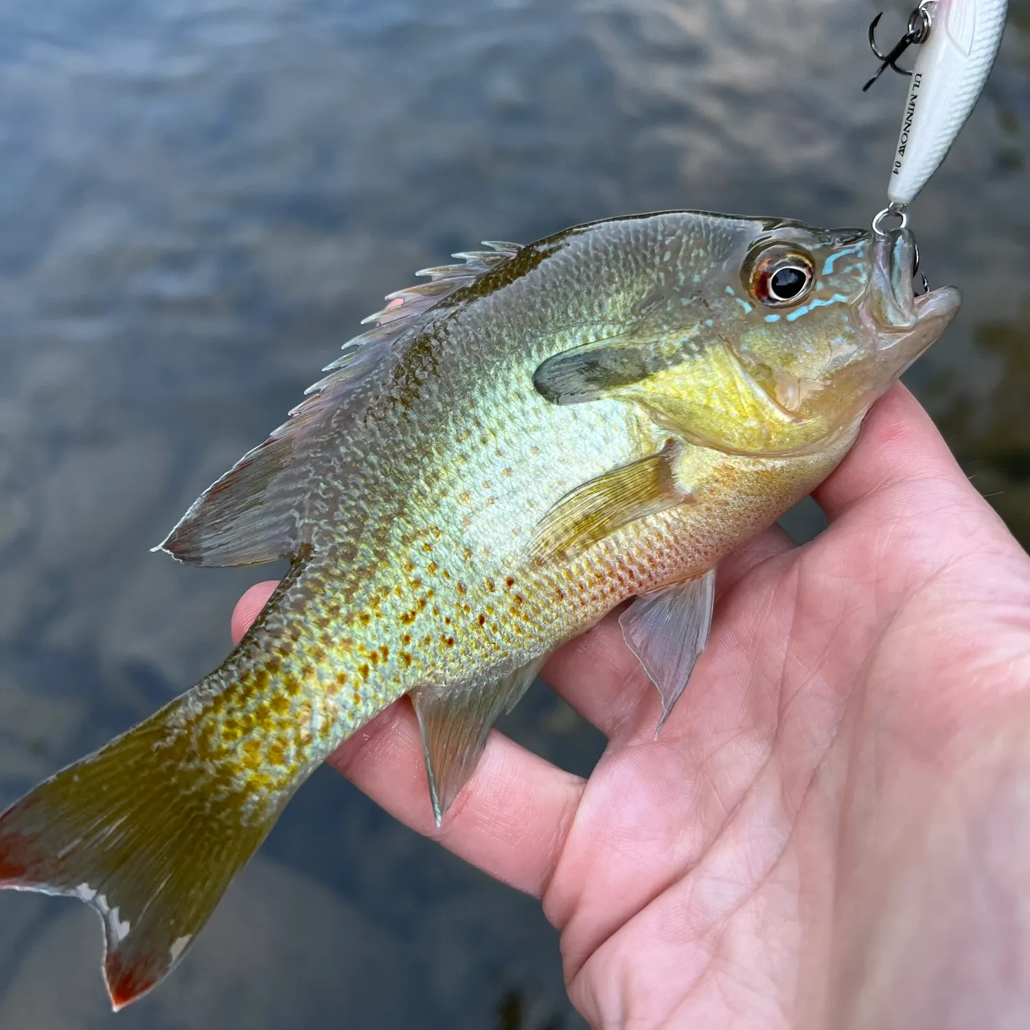 Redbreast sunfish caught on Fishbrain