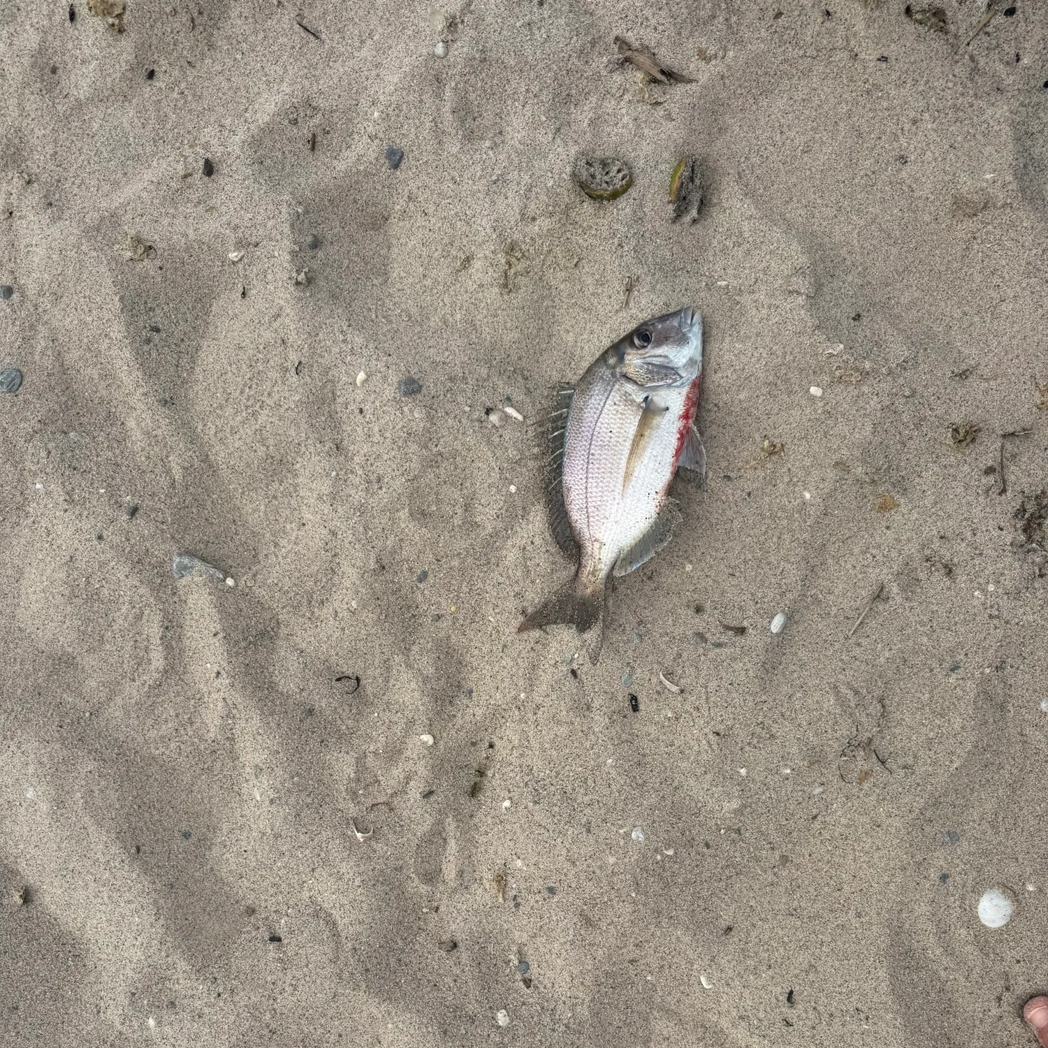 Scup caught on Fishbrain