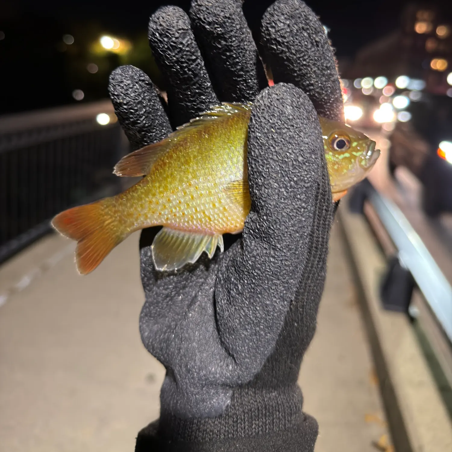 The most recent Redbreast sunfish catches on Fishbrain