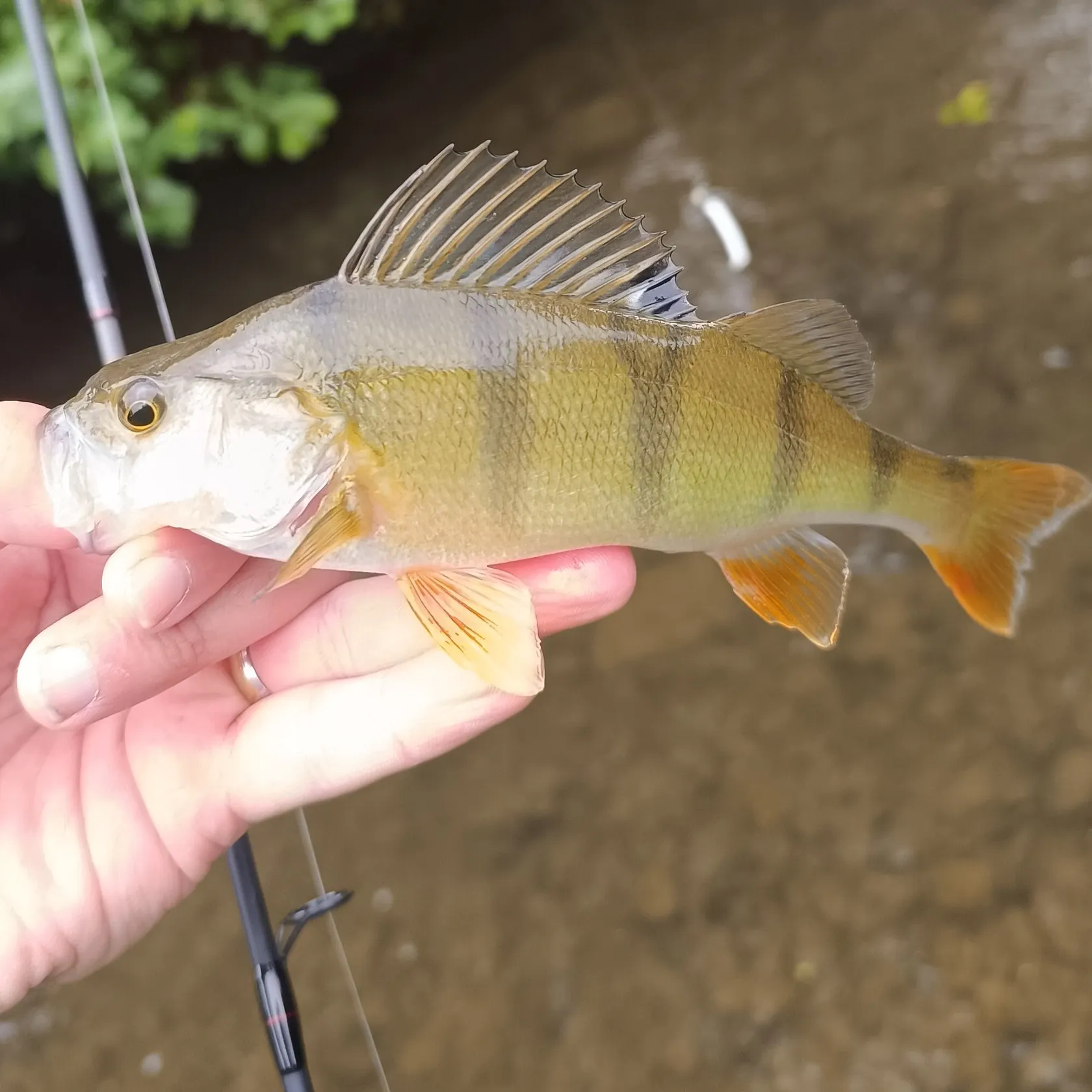 European perch caught on Fishbrain