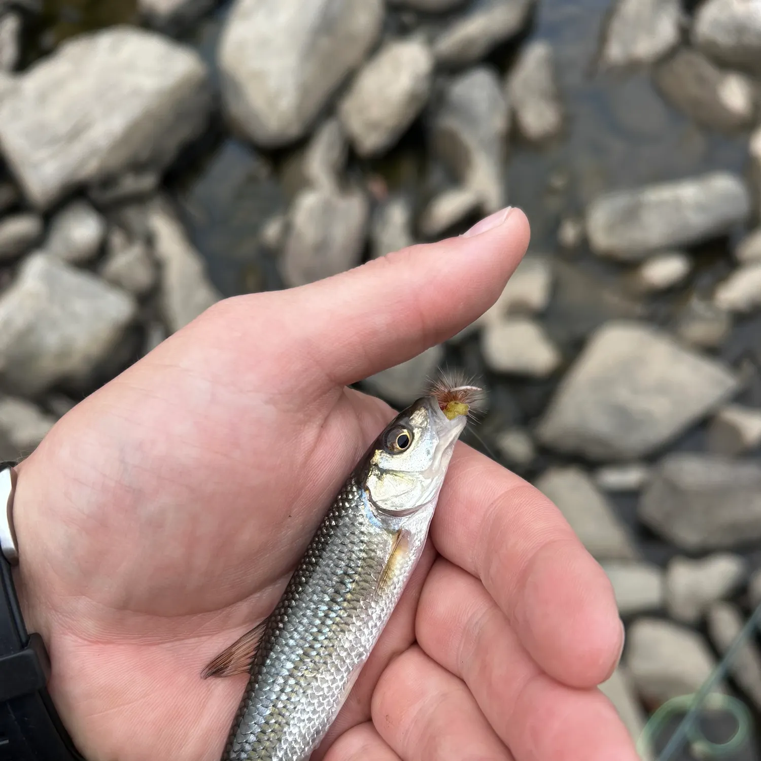 Fallfish caught on Fishbrain