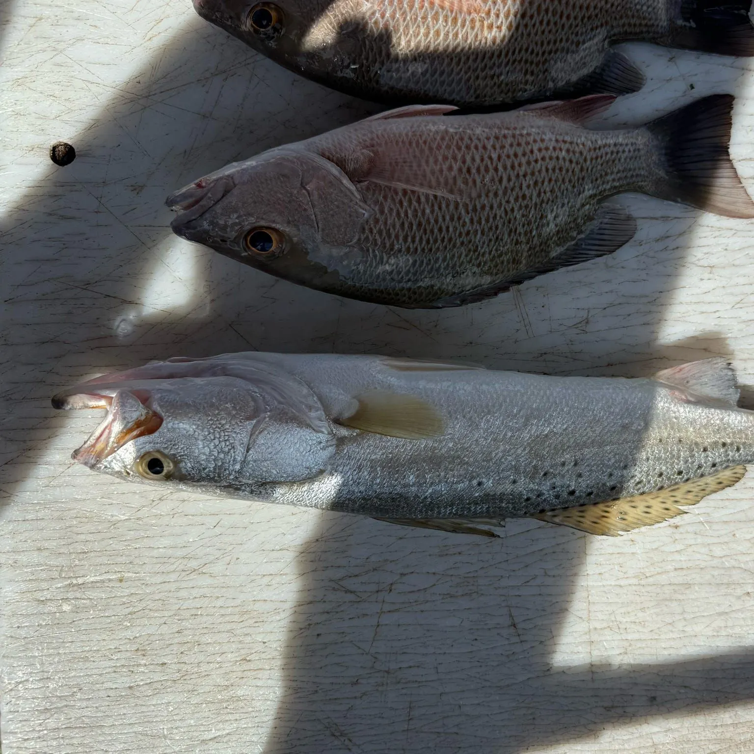 Spotted seatrout caught on Fishbrain