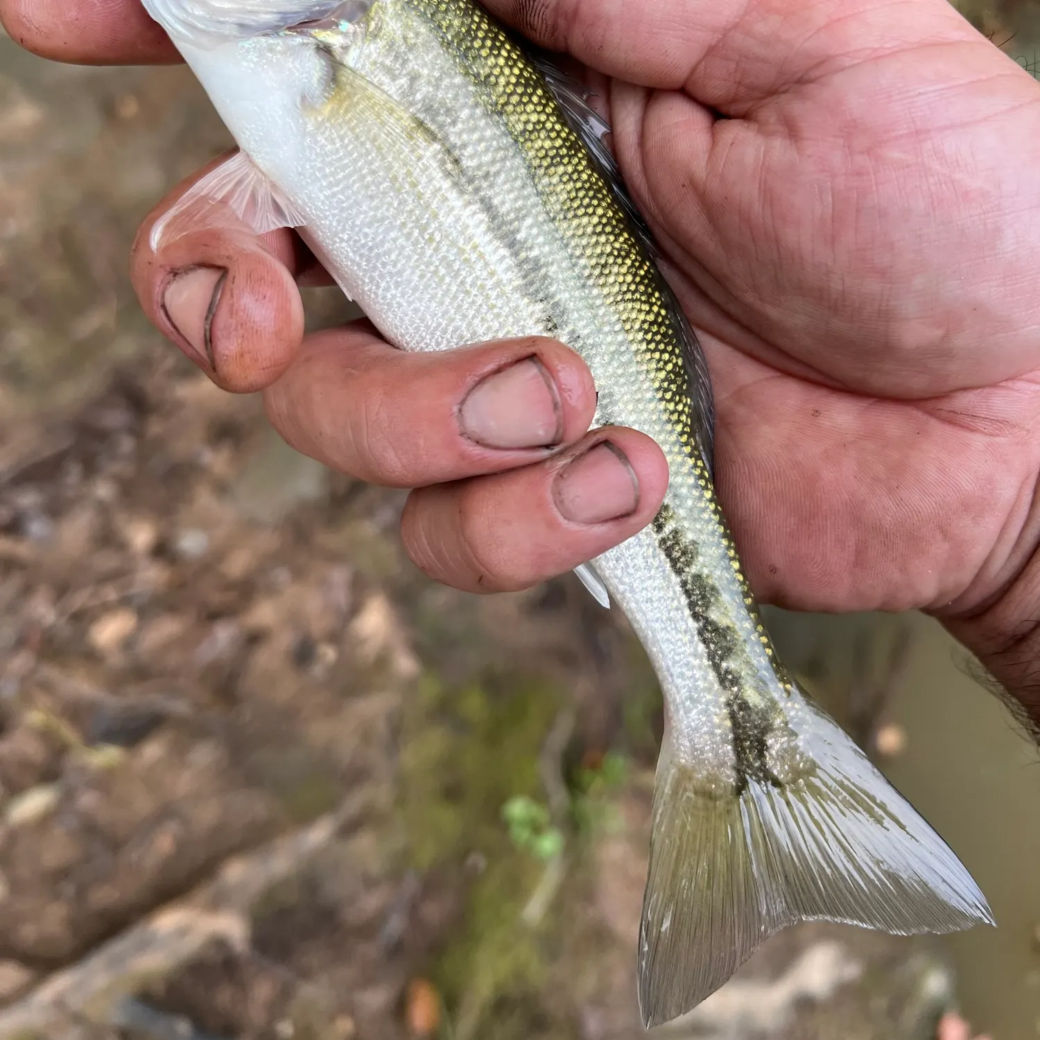 Spotted bass caught on Fishbrain