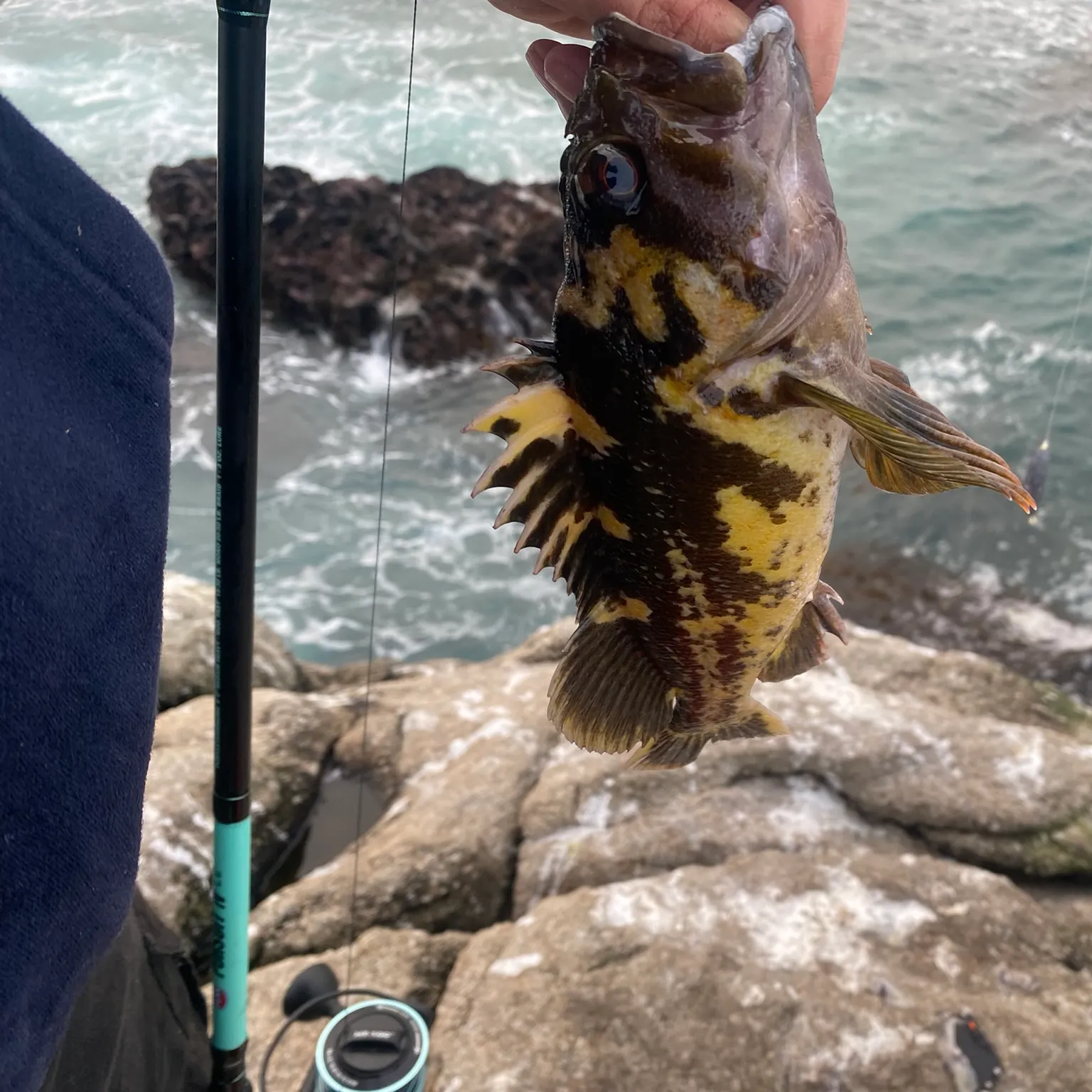 The most recent Black and yellow rockfish catches on Fishbrain