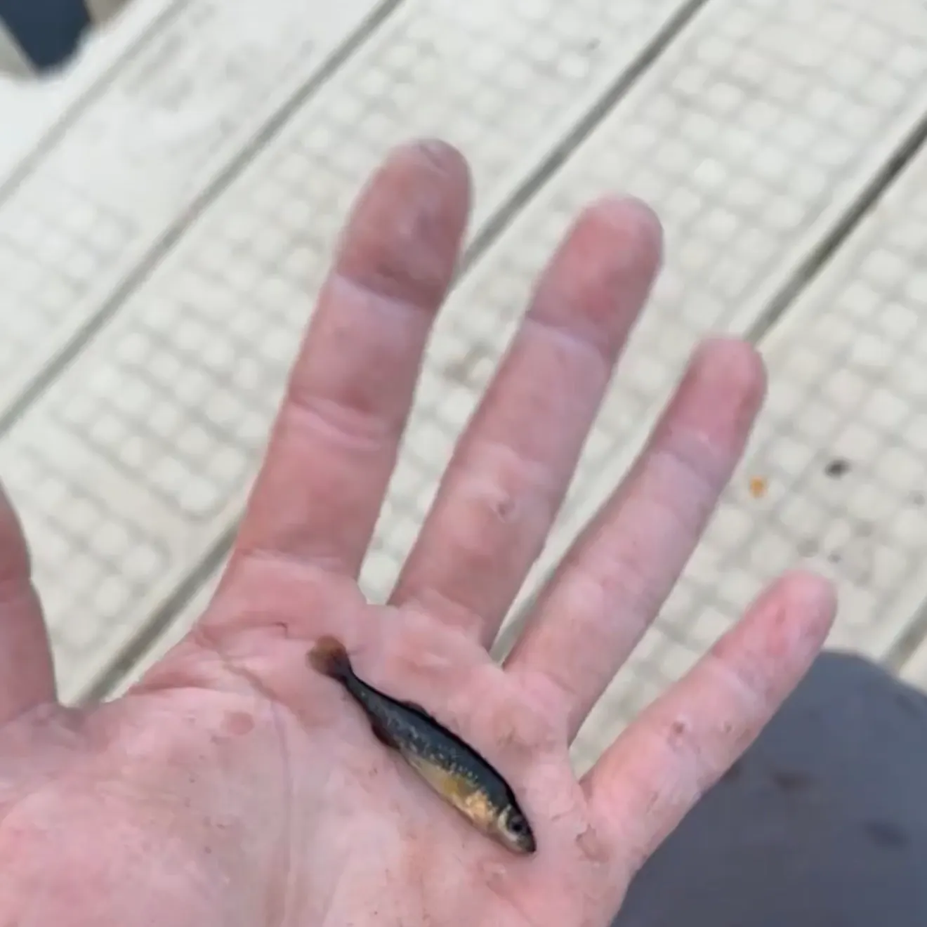 The most recent Ninespine stickleback catches on Fishbrain