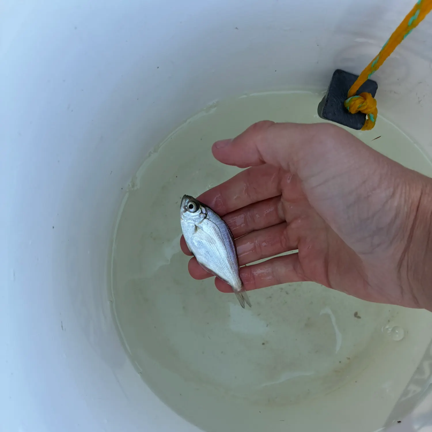 The most recent Silver surfperch catches on Fishbrain