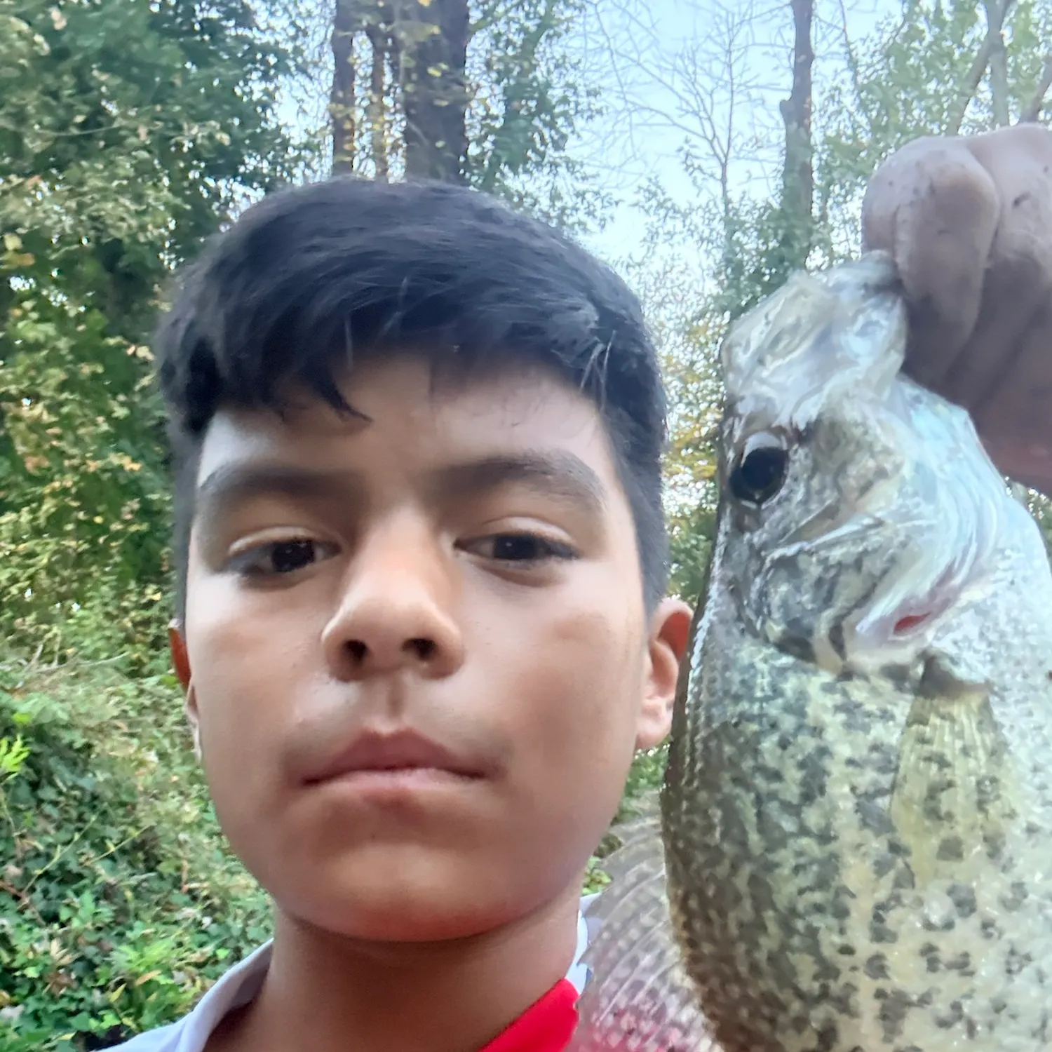 Black crappie caught on Fishbrain