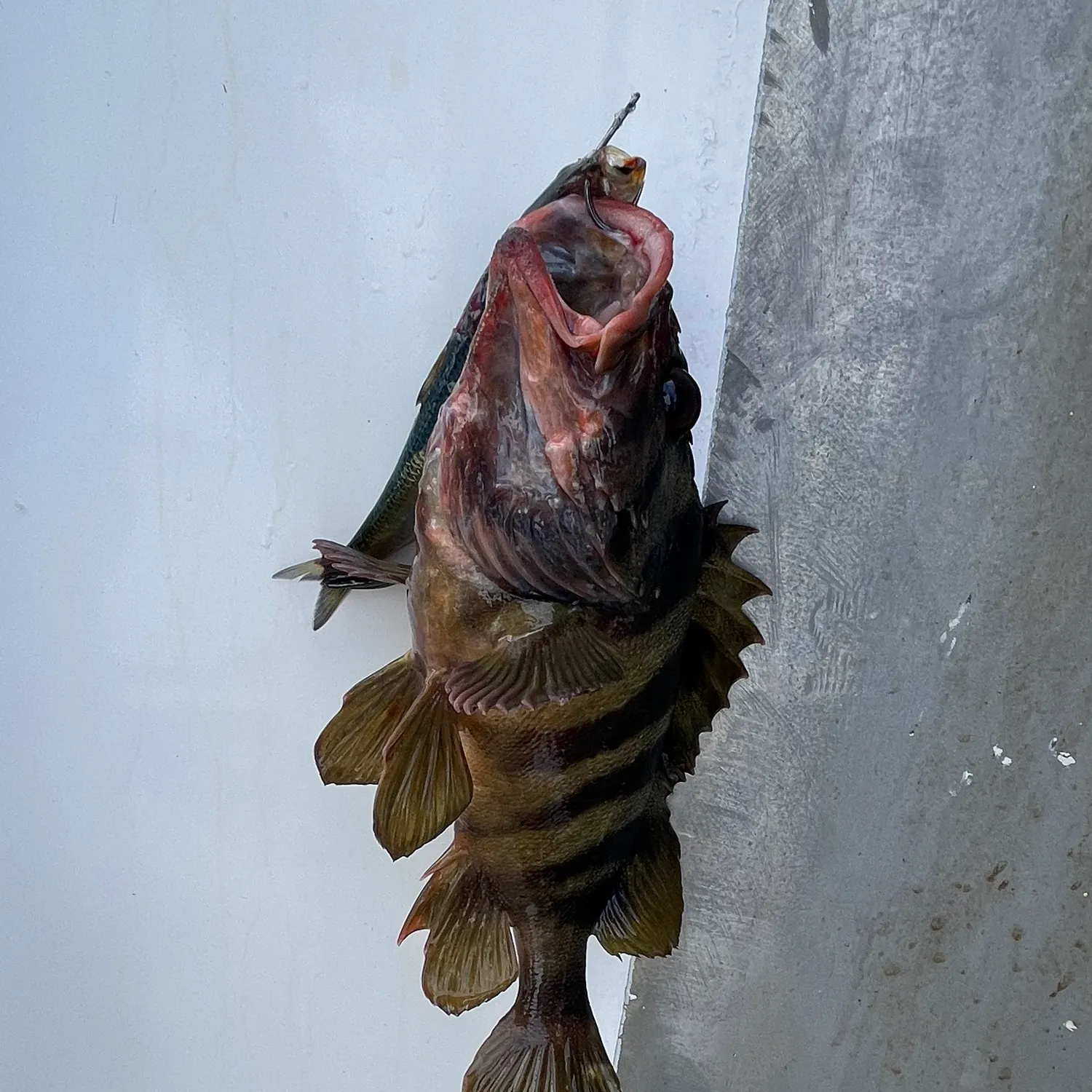 The most recent Treefish catches on Fishbrain