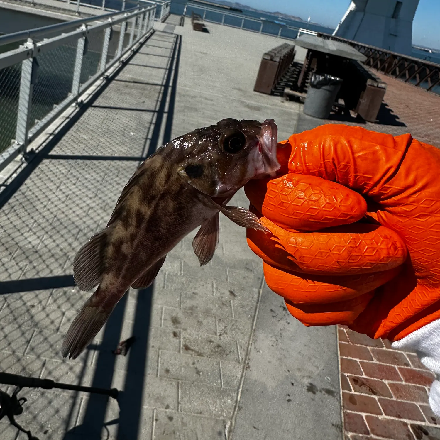 Brown rockfish caught on Fishbrain