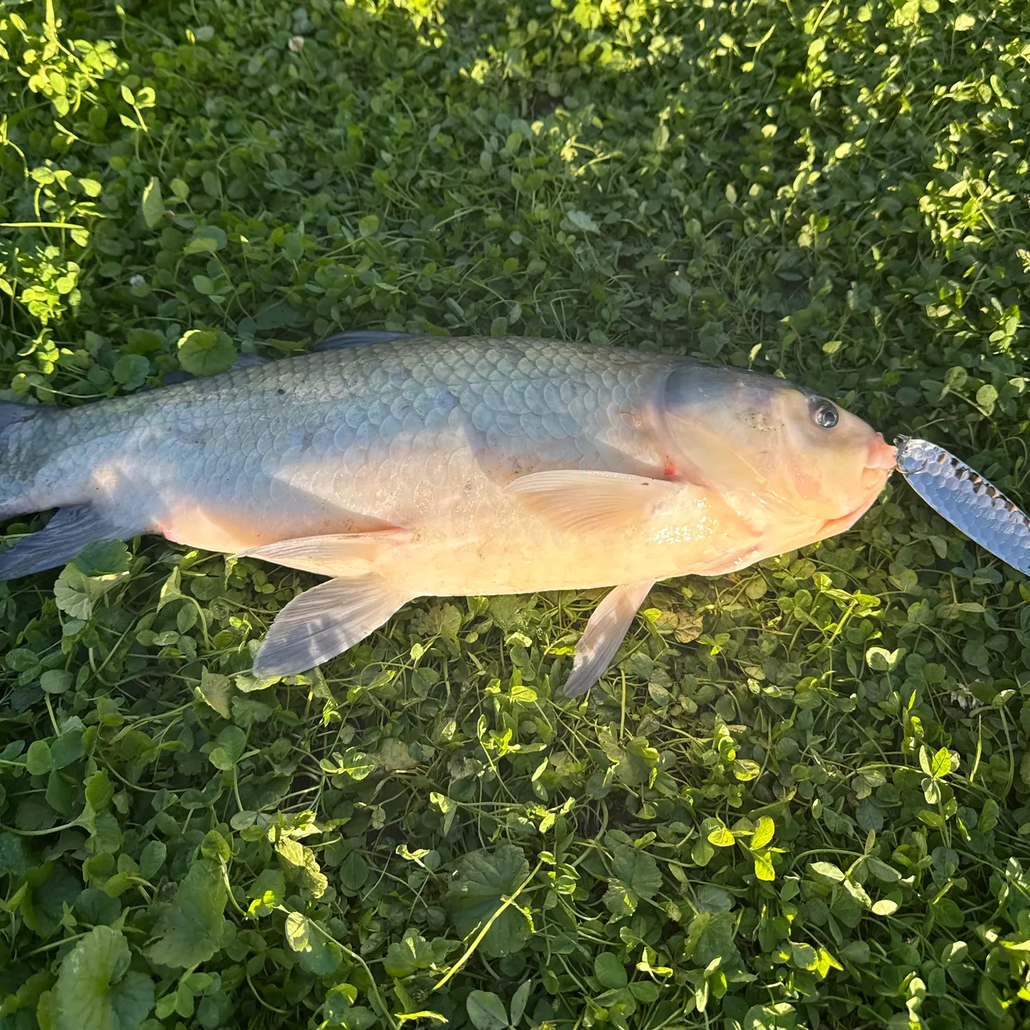 Bigmouth buffalo caught on Fishbrain