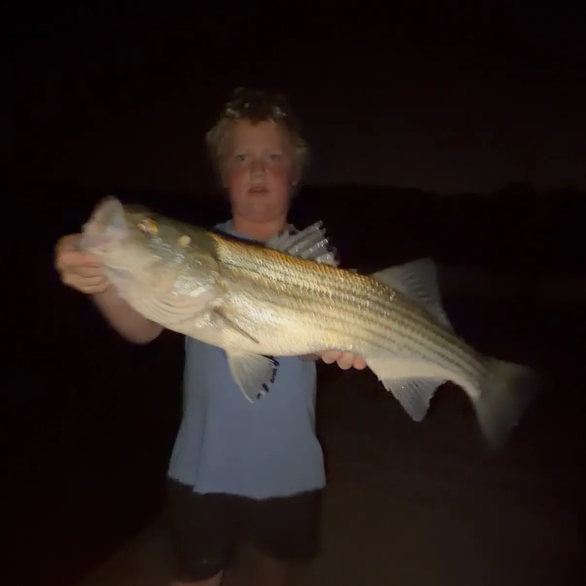 Striped bass caught on Fishbrain