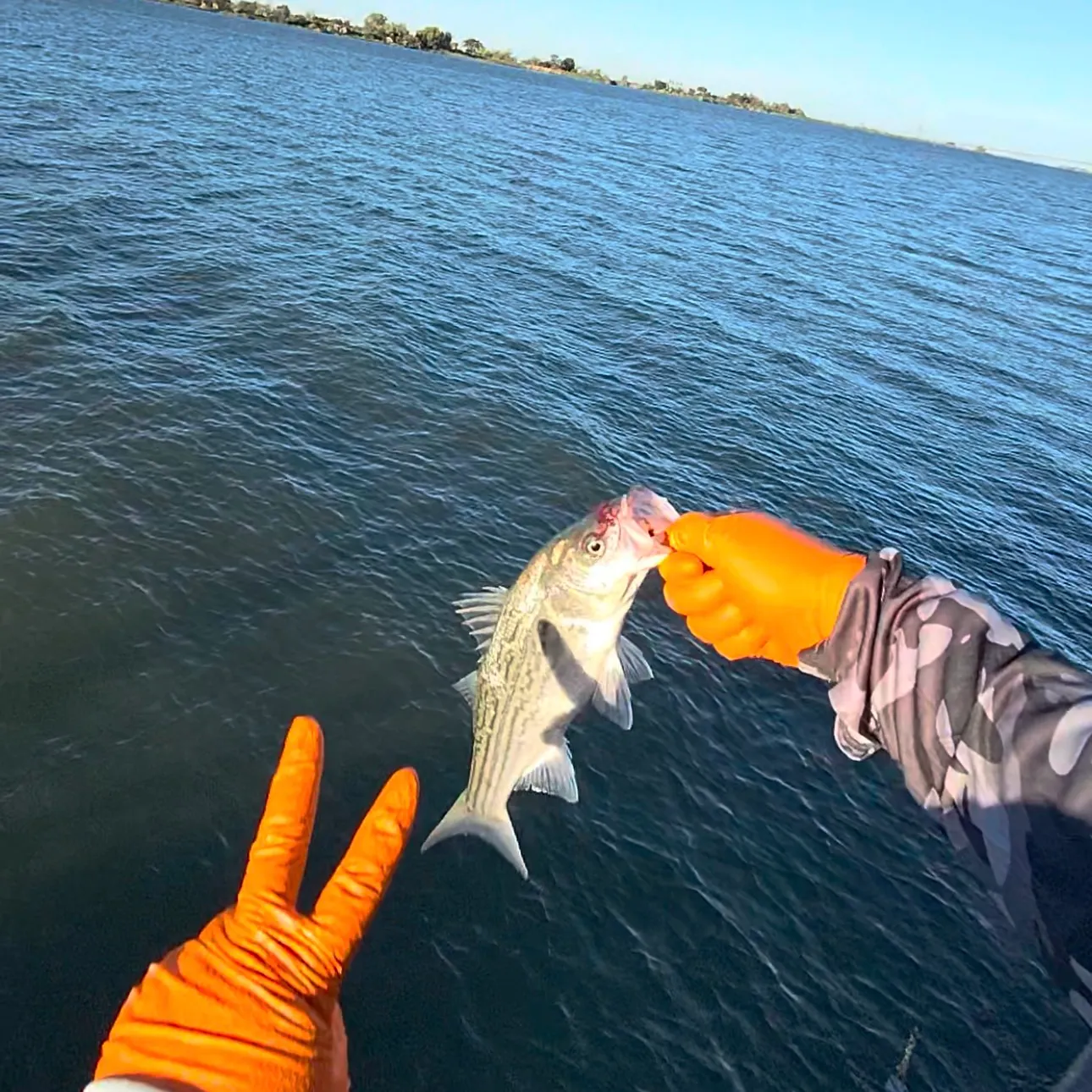 Striped bass caught on Fishbrain