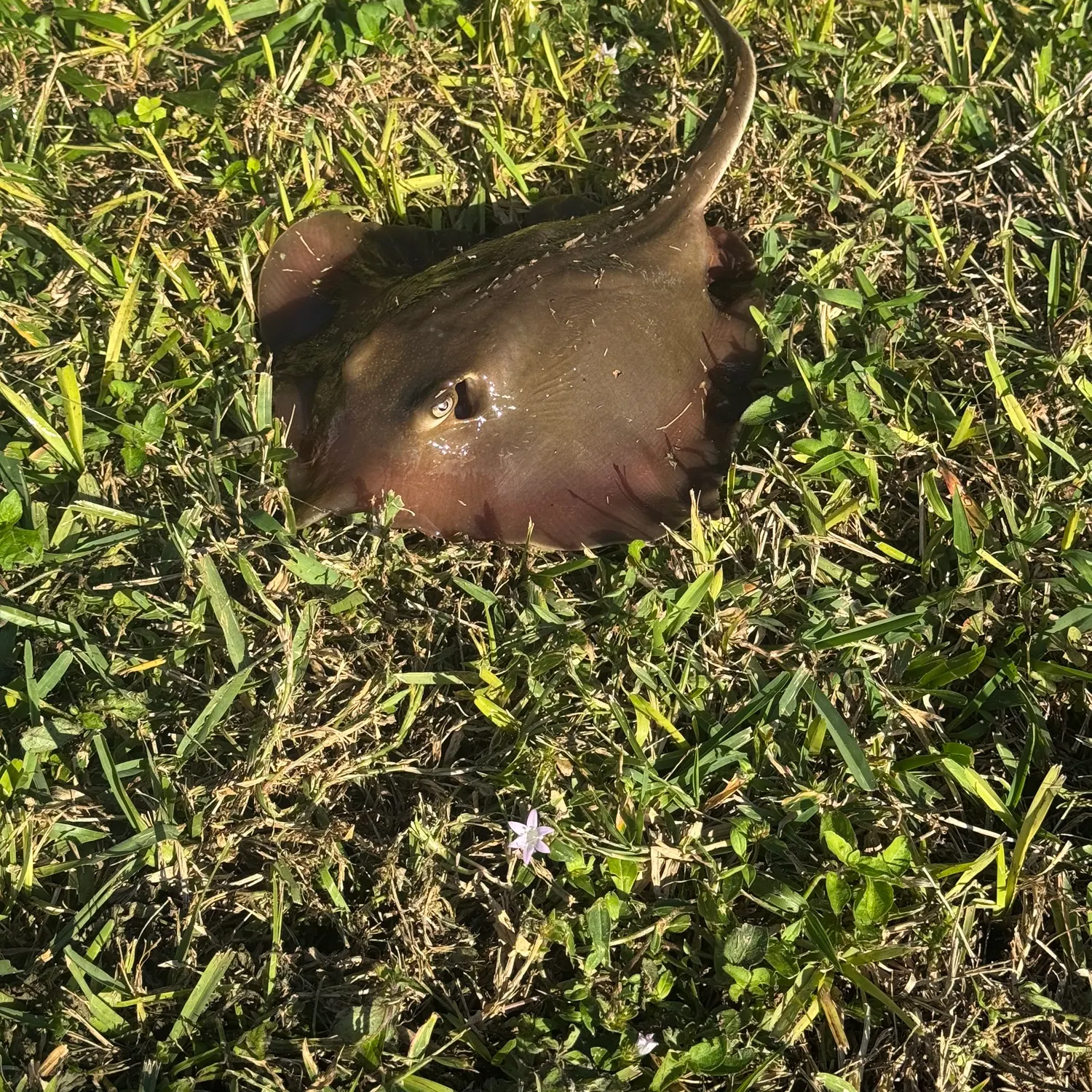 The most recent Atlantic stingray catches on Fishbrain