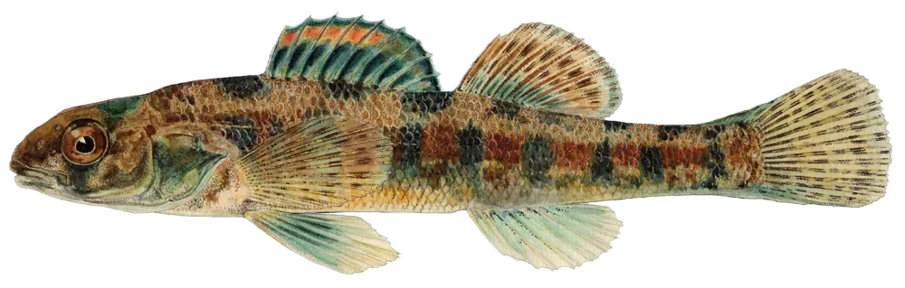 Iowa darter