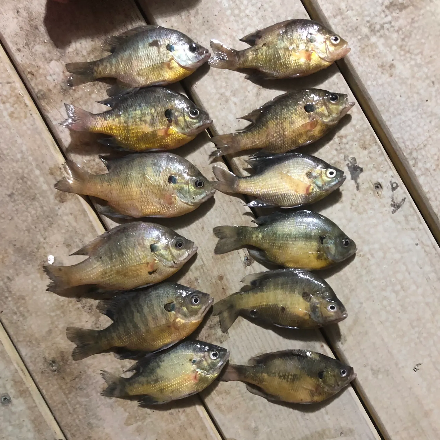 recently logged catches