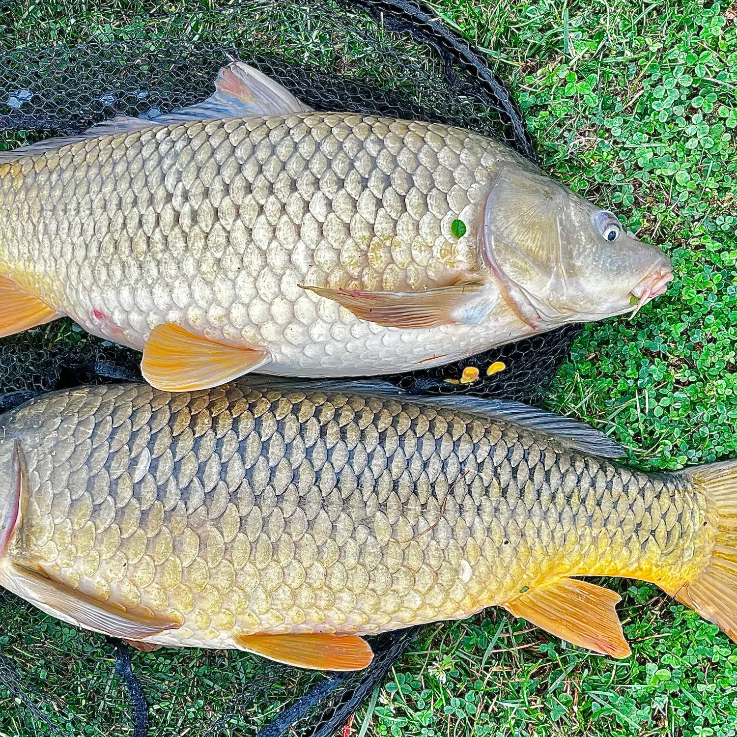 Common carp caught on Fishbrain