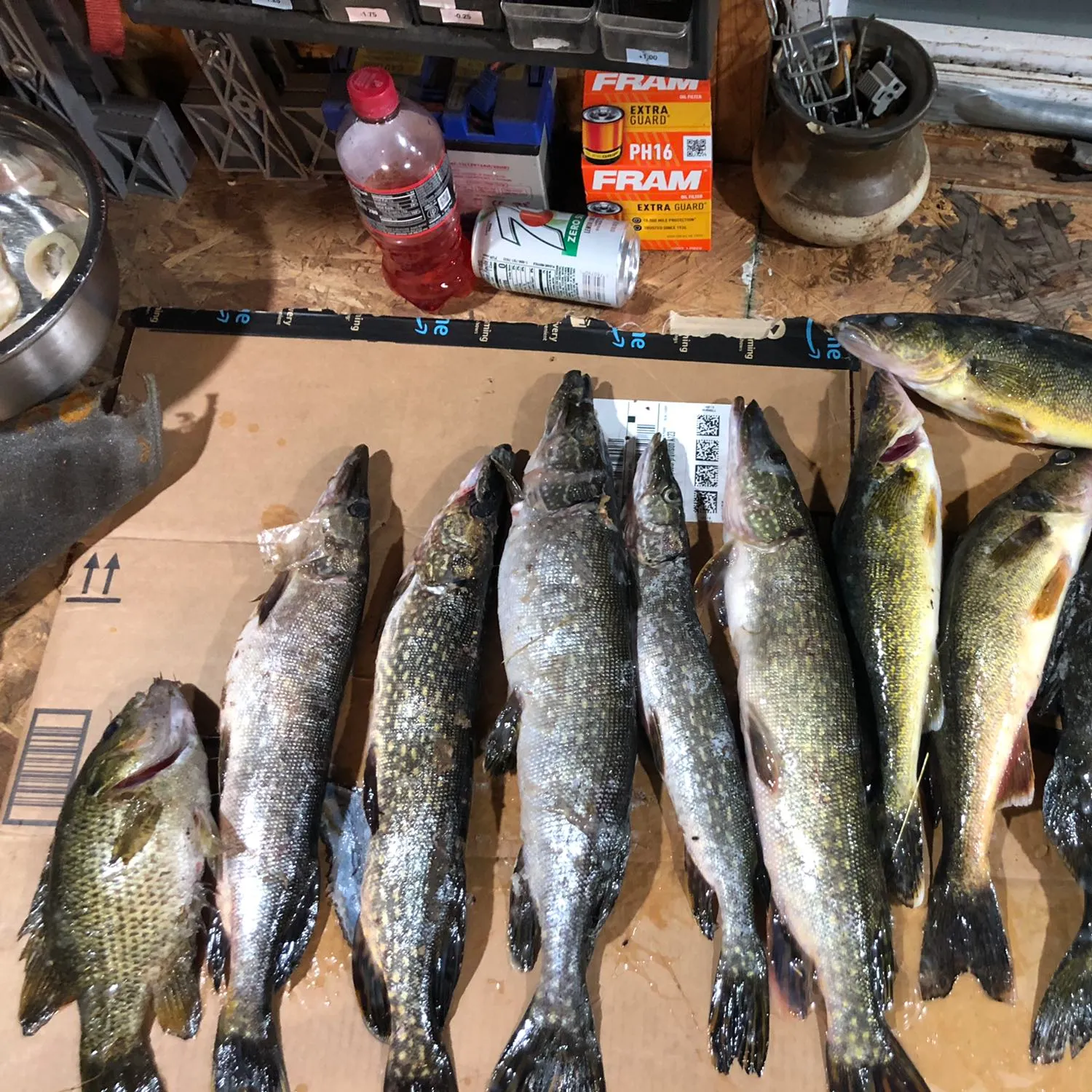 recently logged catches