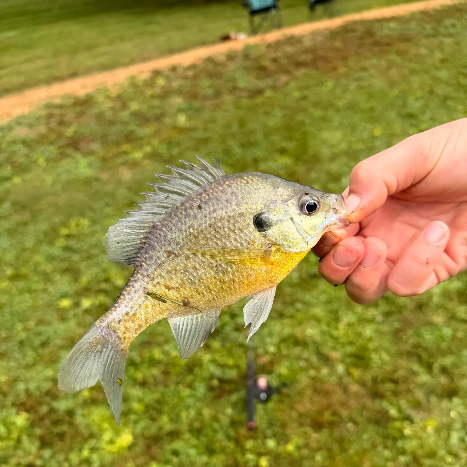 Bluegill caught on Fishbrain