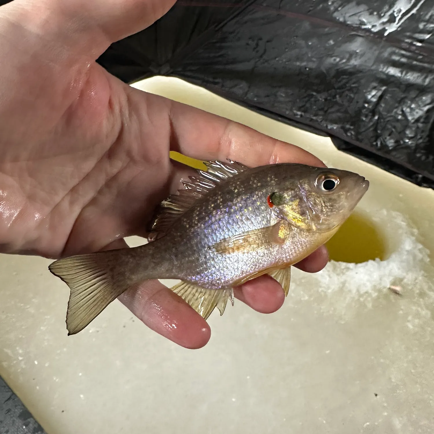 The most recent Redear sunfish catches on Fishbrain