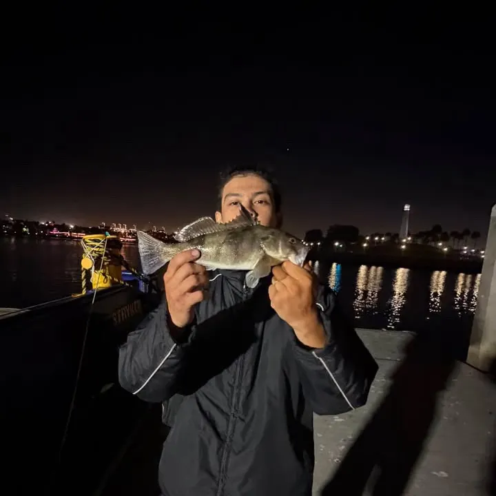 The most recent Barred sand bass catches on Fishbrain
