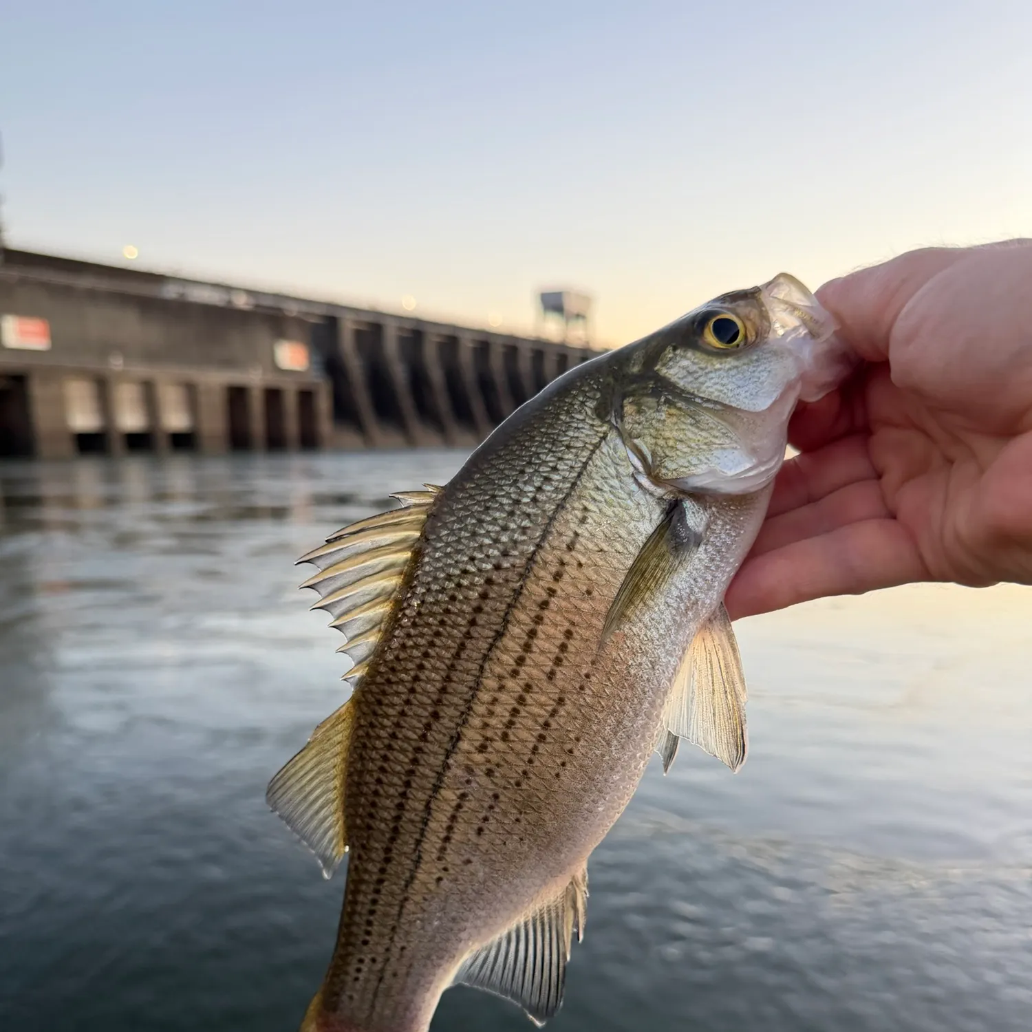 White bass caught on Fishbrain