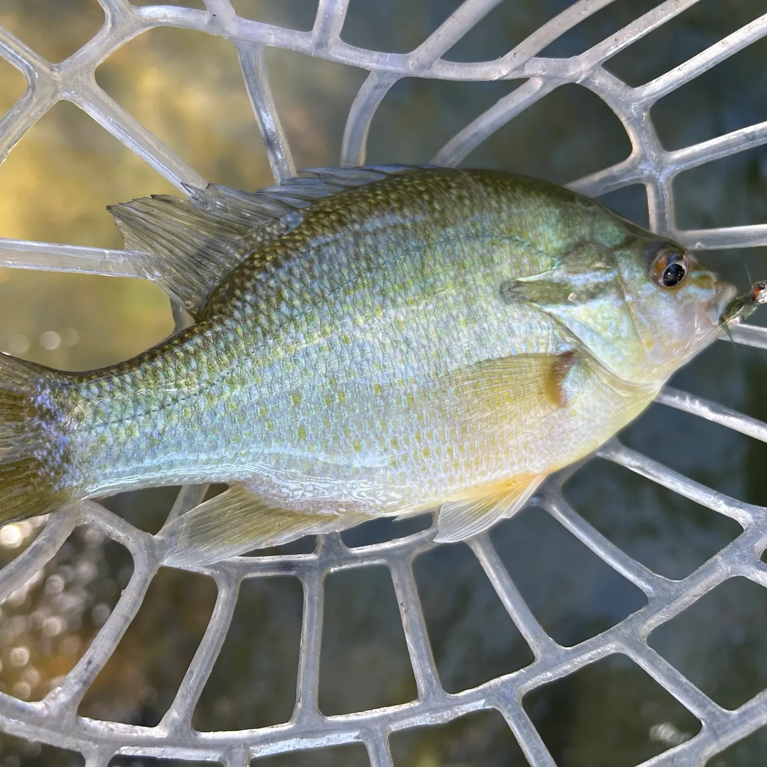 Bluegill caught on Fishbrain