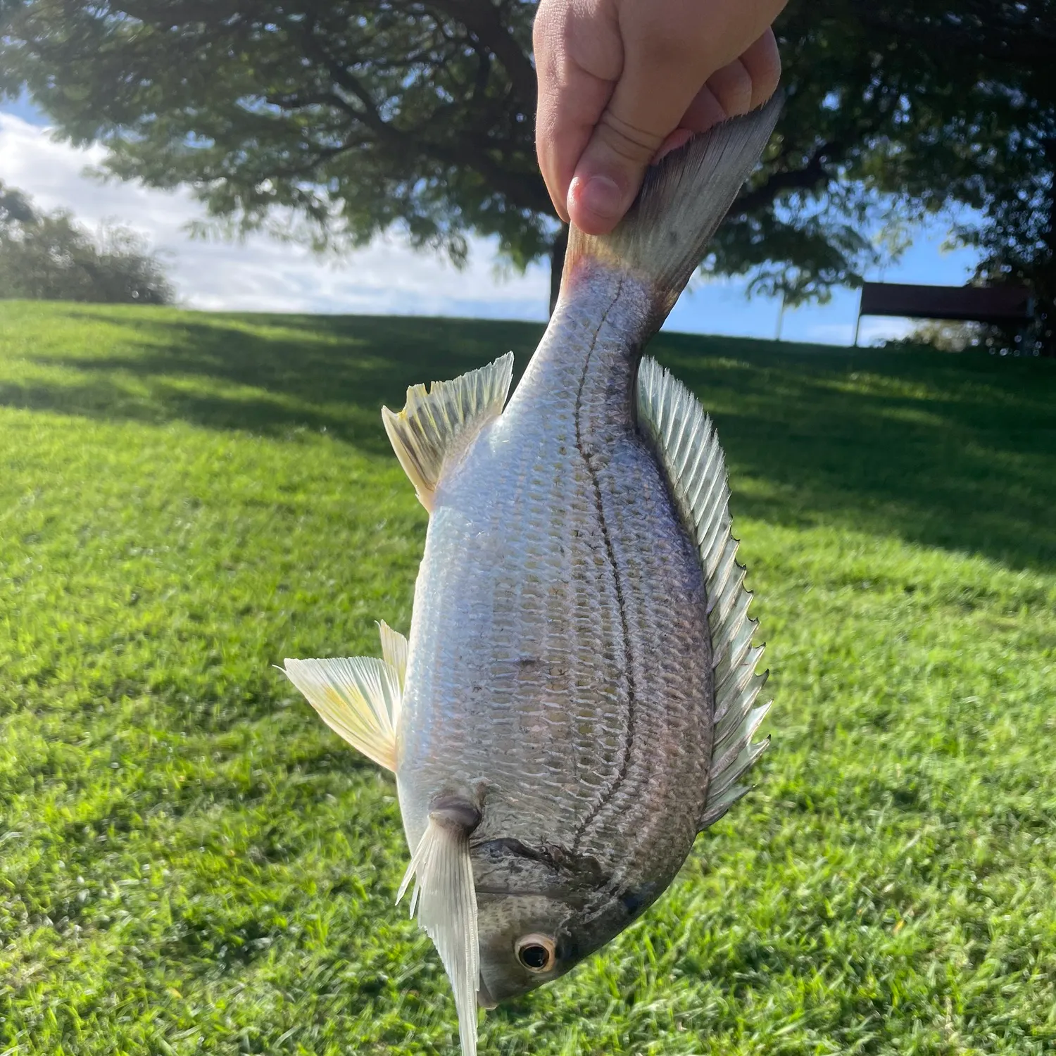 The most recent Blackhead seabream catches on Fishbrain