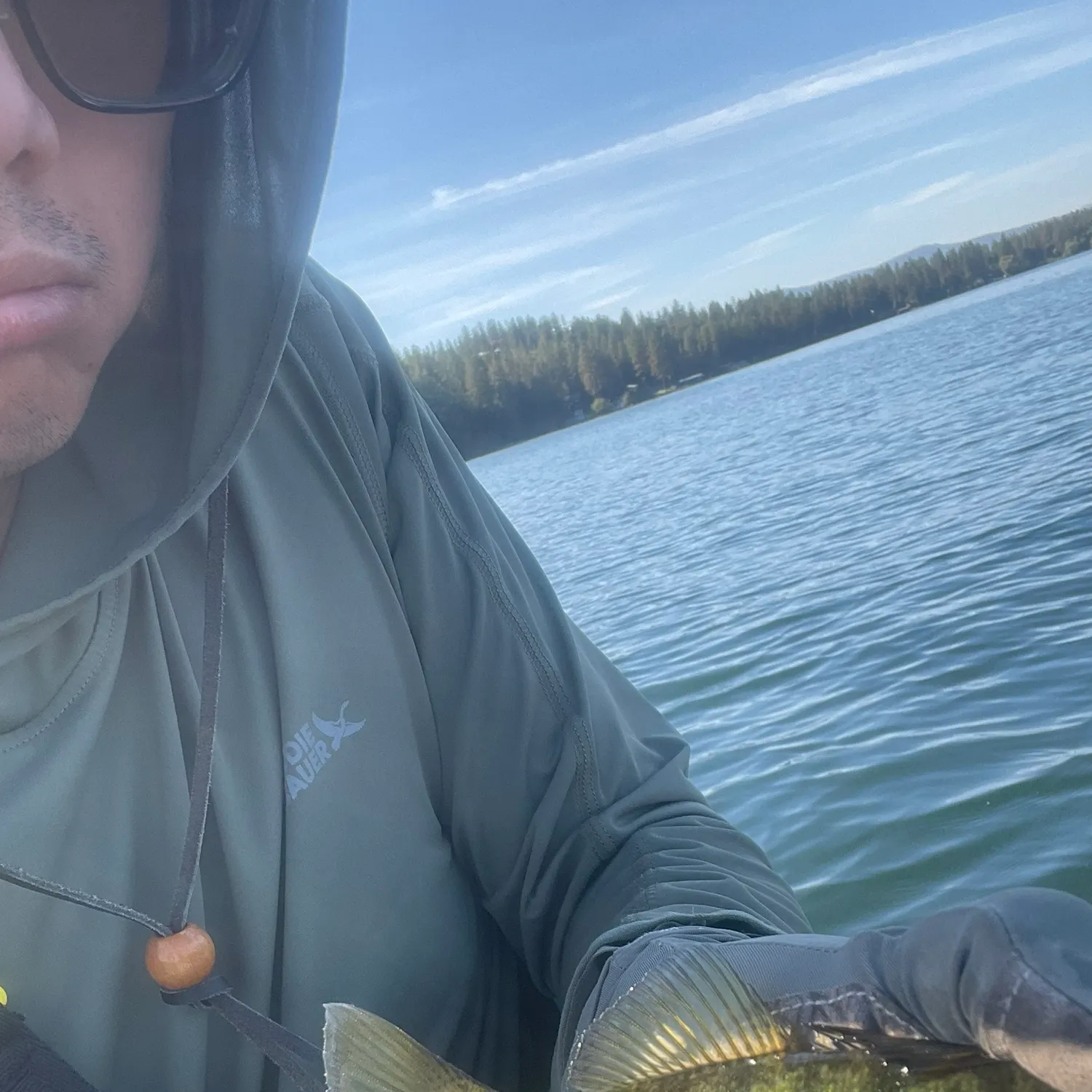 Yellow perch caught on Fishbrain