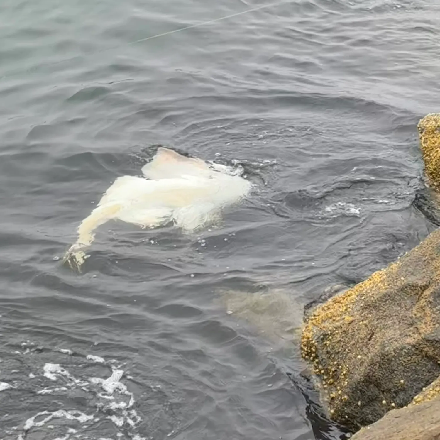 The most recent Pacific angelshark catches on Fishbrain