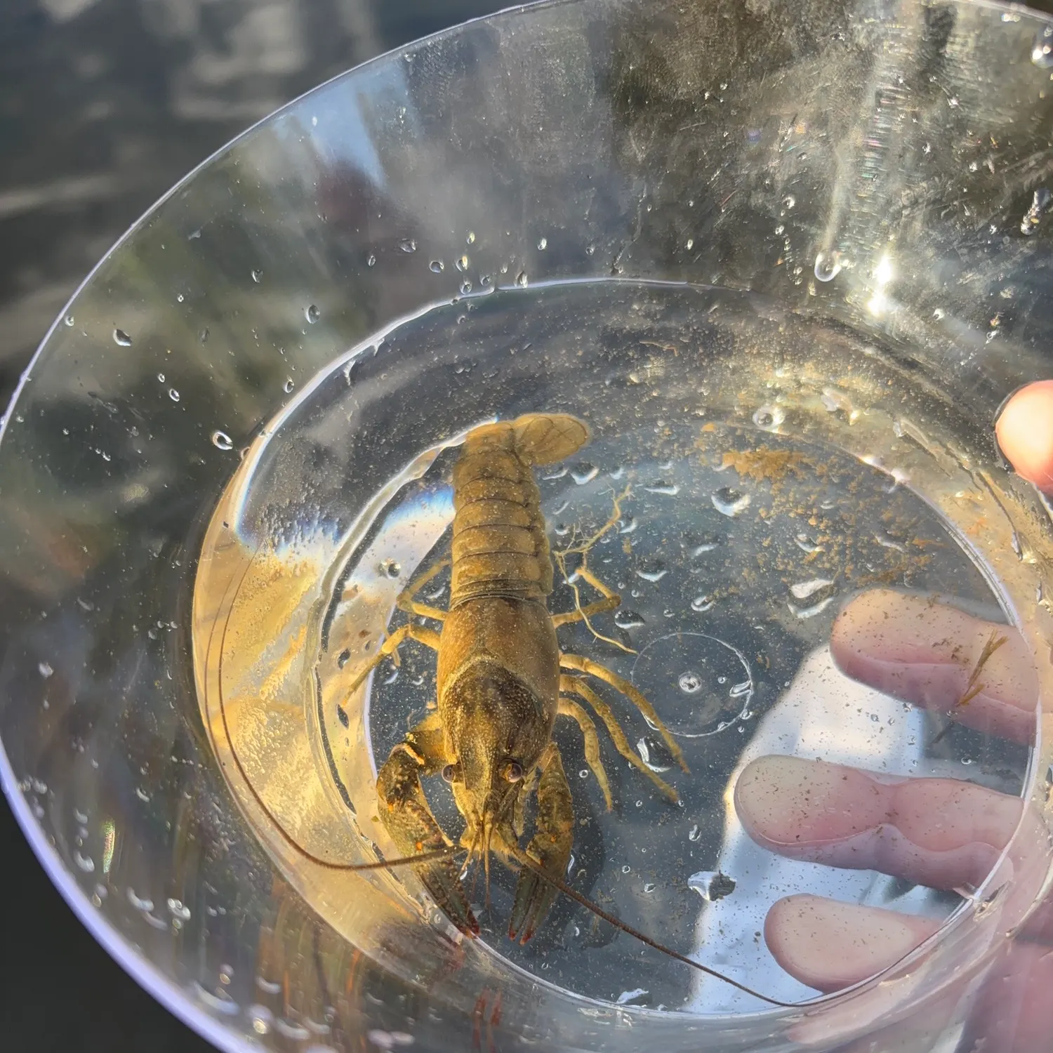 The most recent White River crayfish catches on Fishbrain