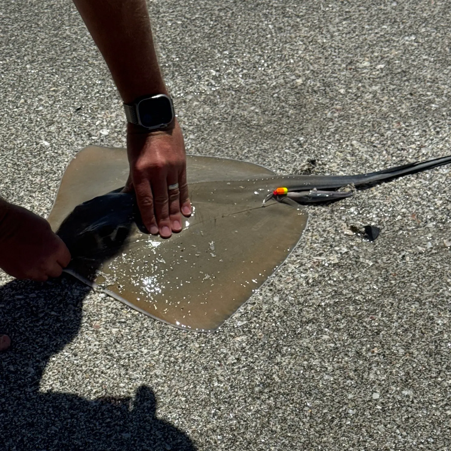 The most recent Southern stingray catches on Fishbrain