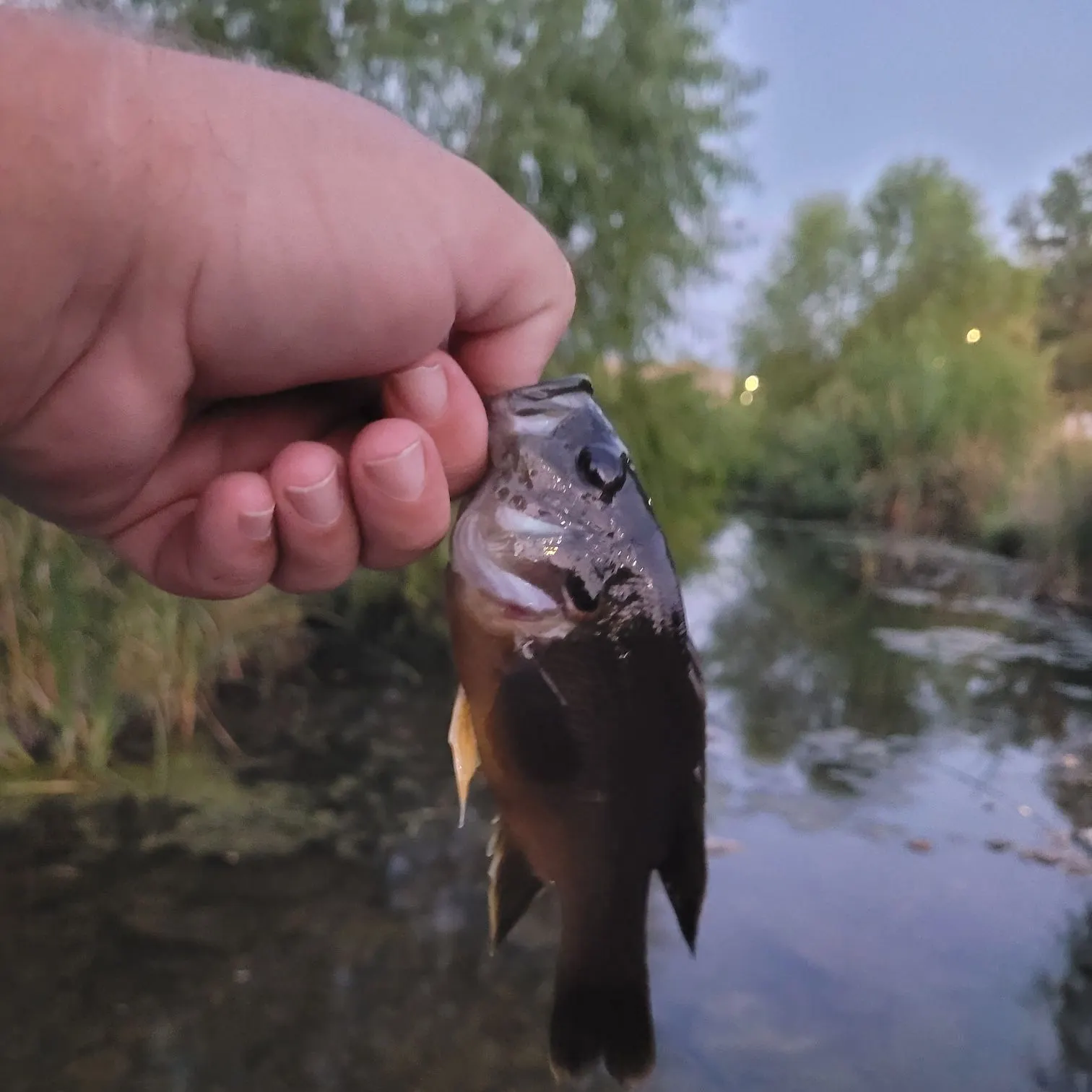 Green sunfish caught on Fishbrain