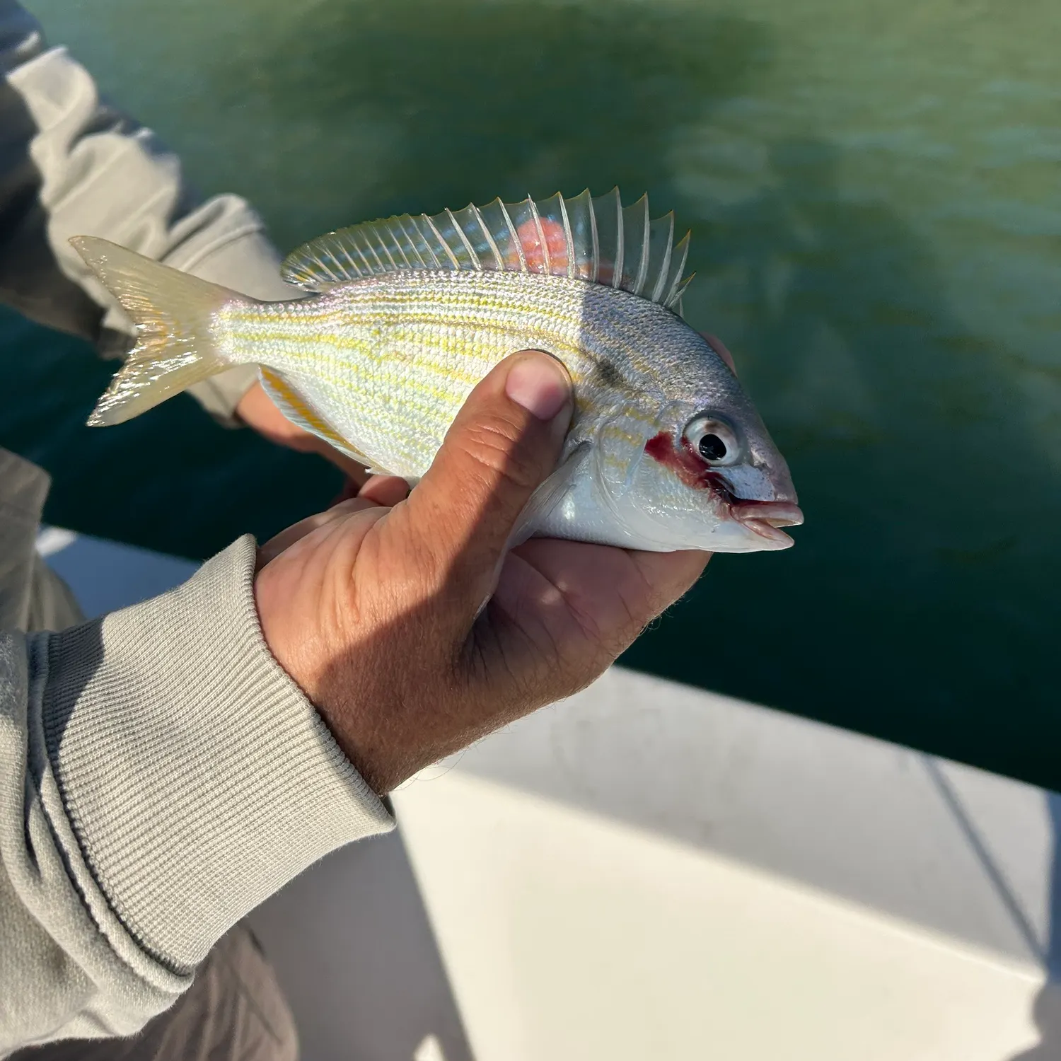 The most recent Pinfish catches on Fishbrain