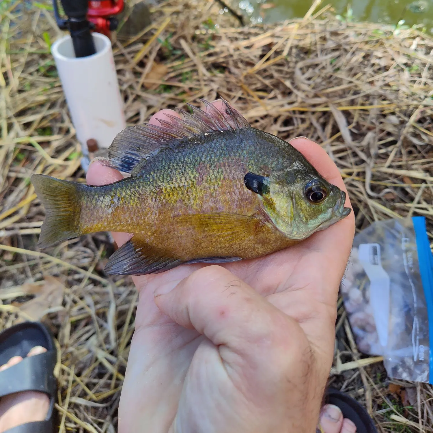 The most recent Redspotted sunfish catches on Fishbrain