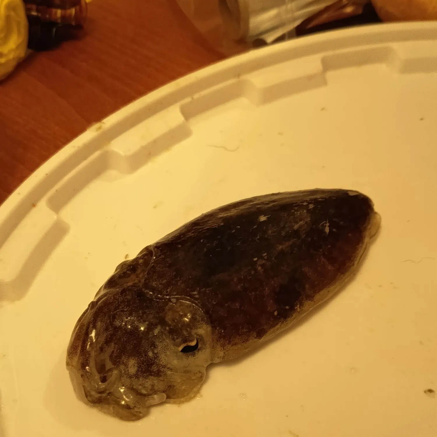 The most recent Common cuttlefish catches on Fishbrain