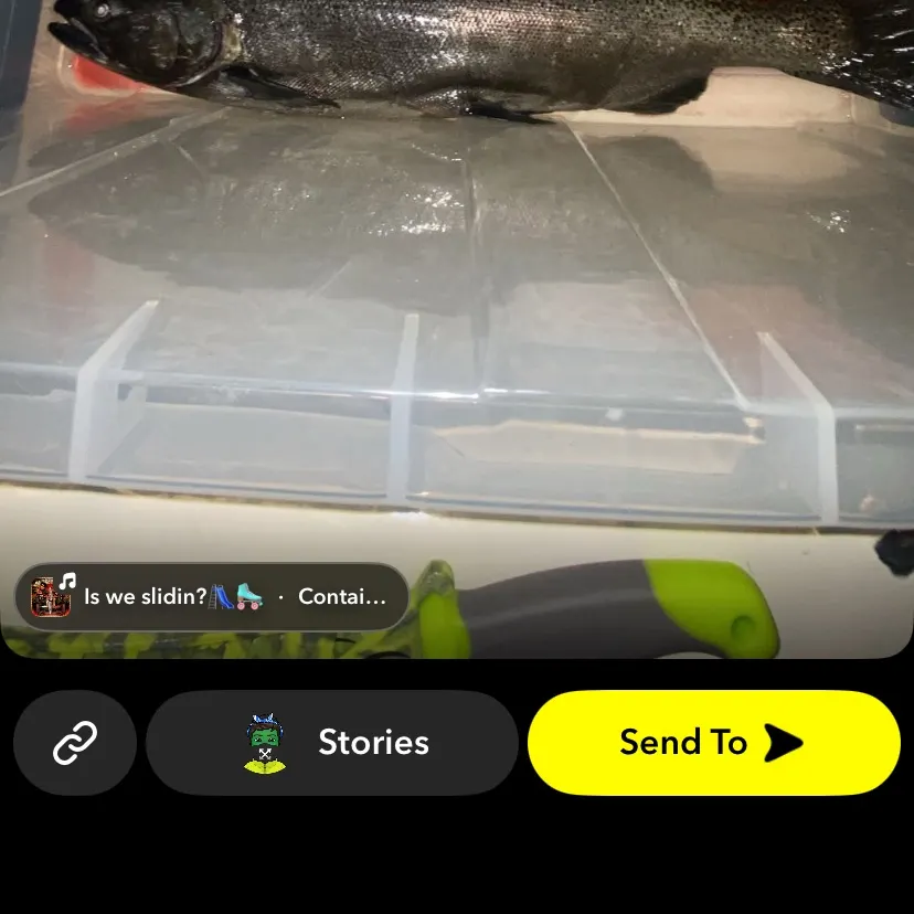 Coho salmon caught on Fishbrain