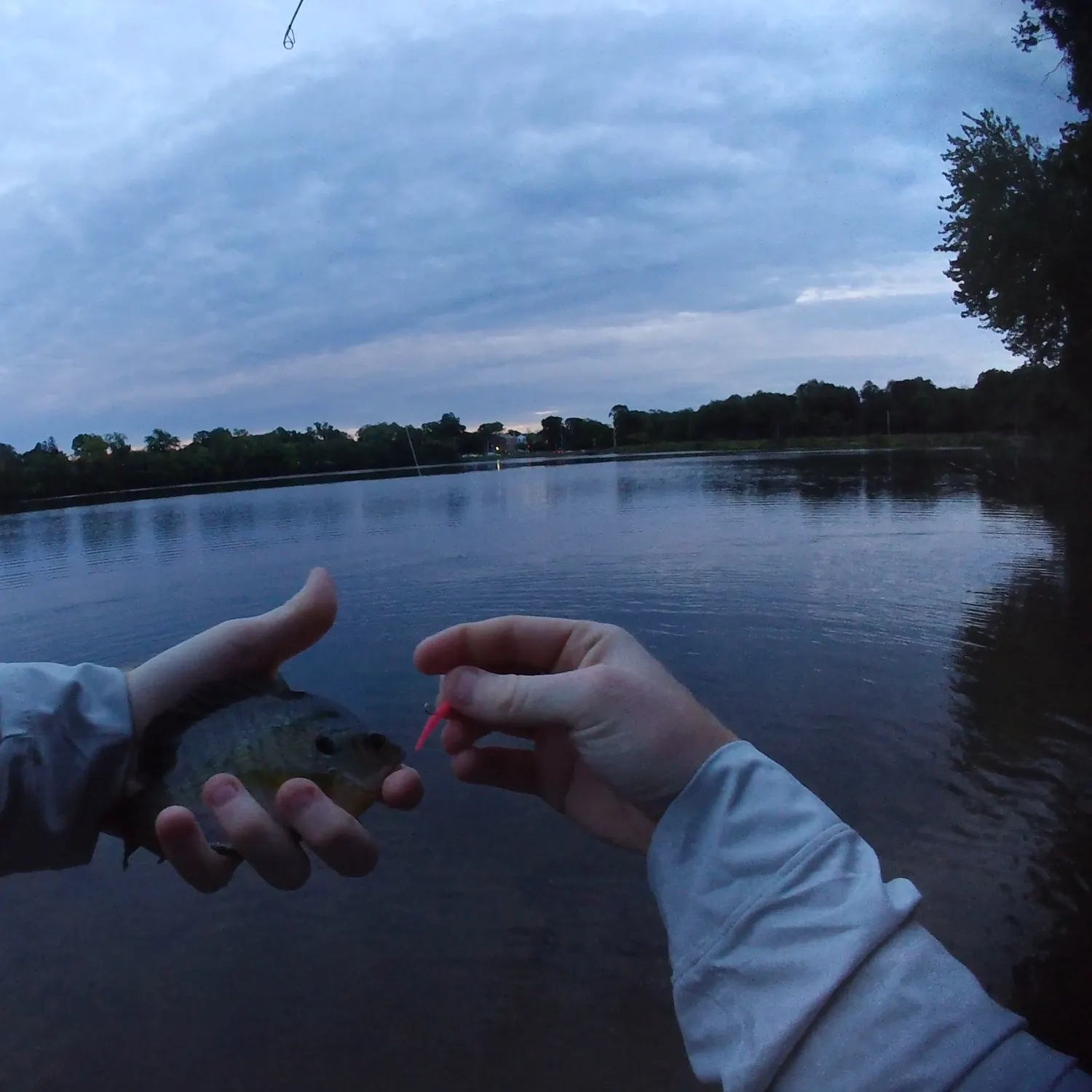Bluegill caught on Fishbrain