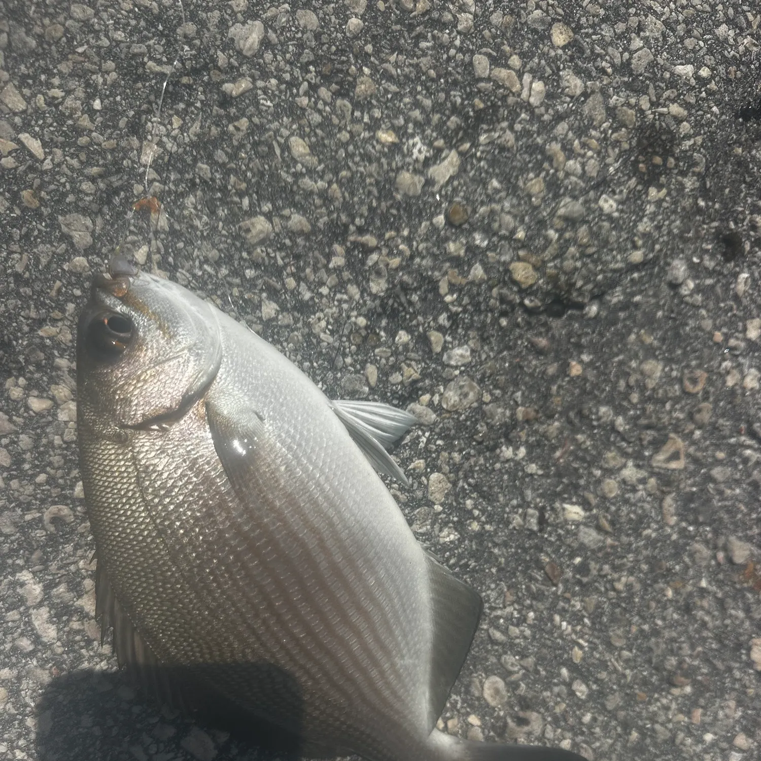 Bermuda sea chub caught on Fishbrain