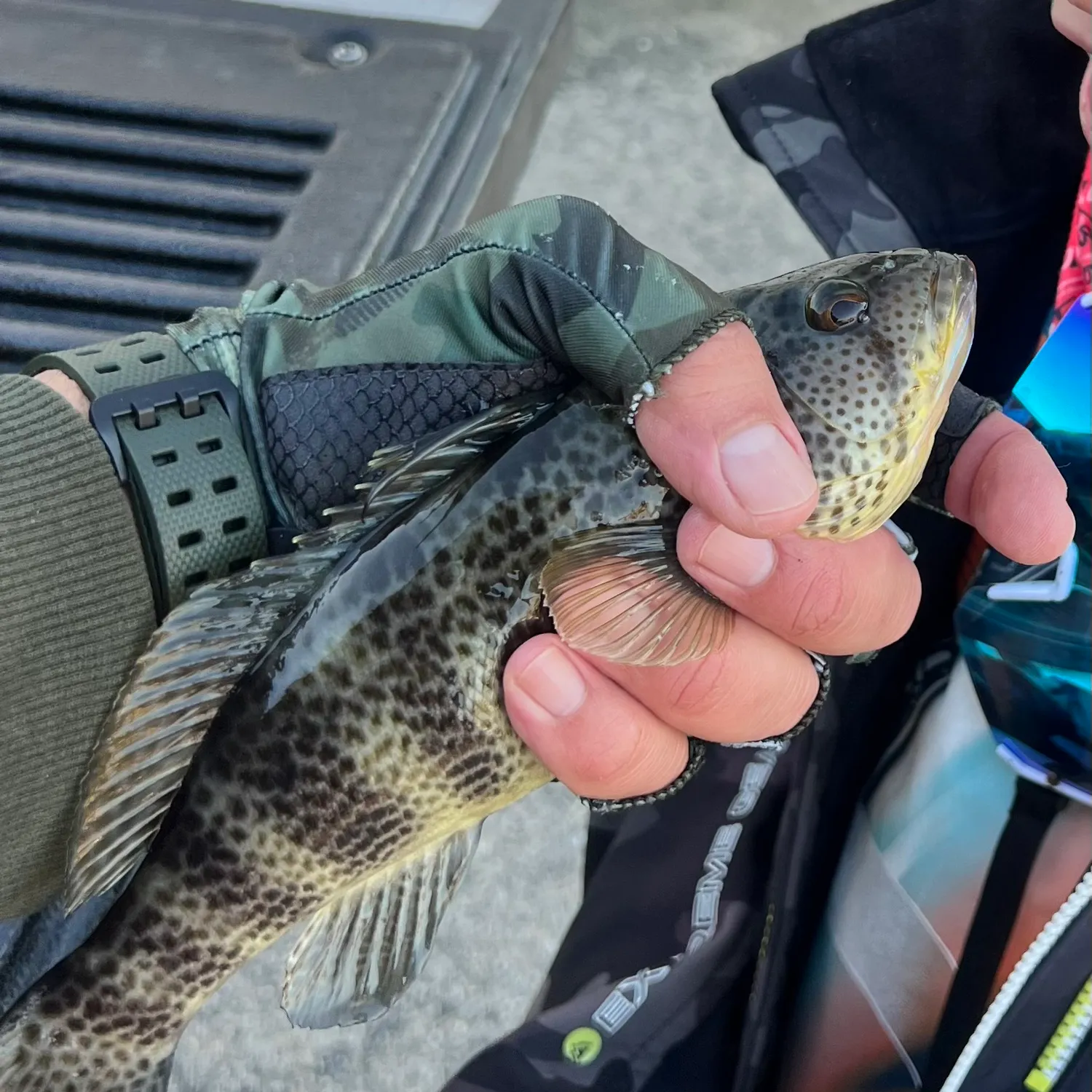 The most recent Spotted sand bass catches on Fishbrain