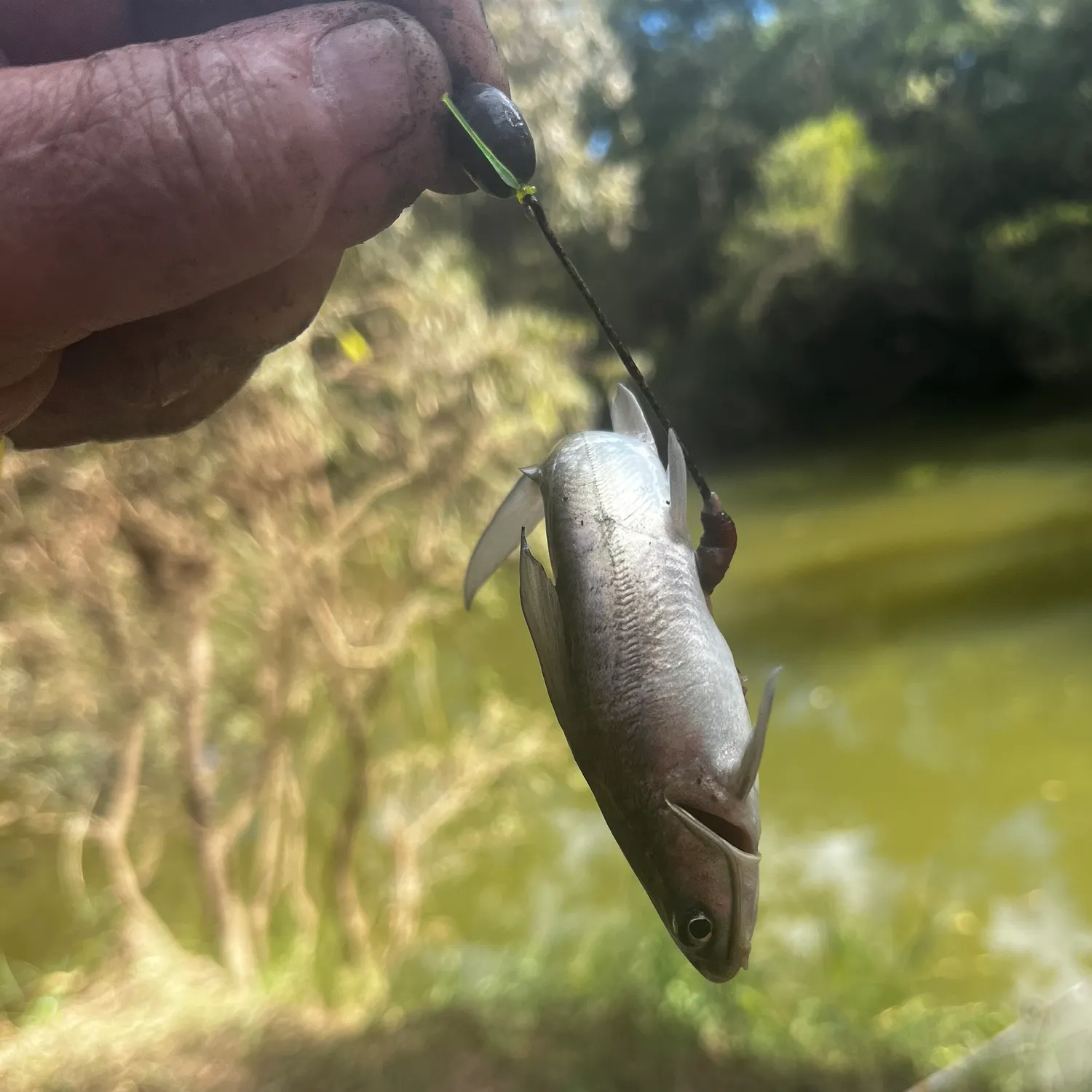 The most recent Dewfish catches on Fishbrain