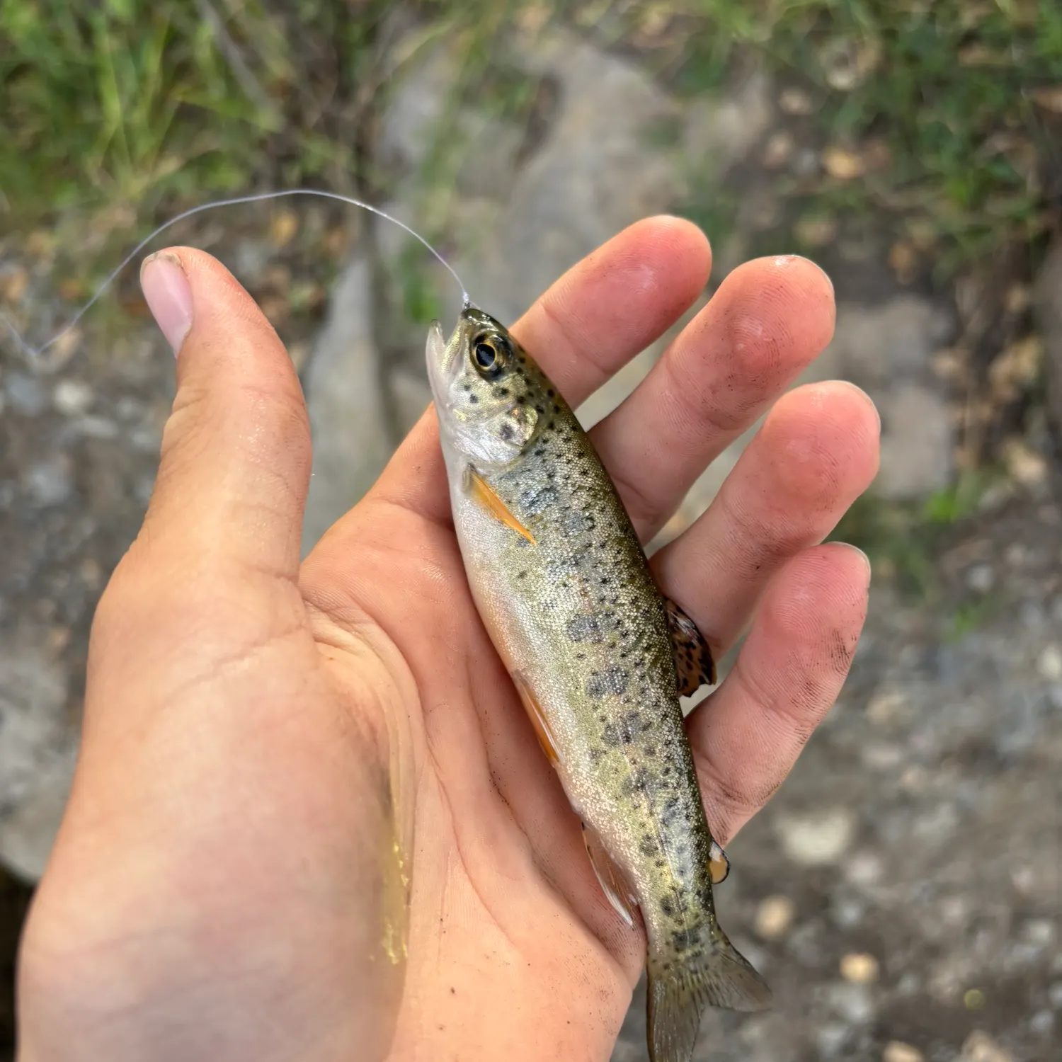 The most recent Golden trout catches on Fishbrain