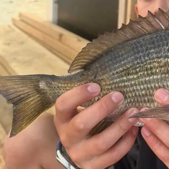The most recent Southern black bream catches on Fishbrain