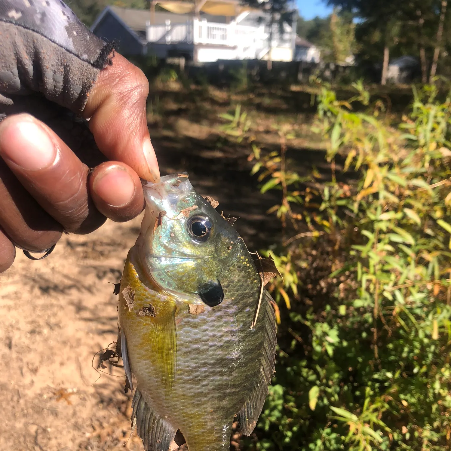 Bluegill caught on Fishbrain