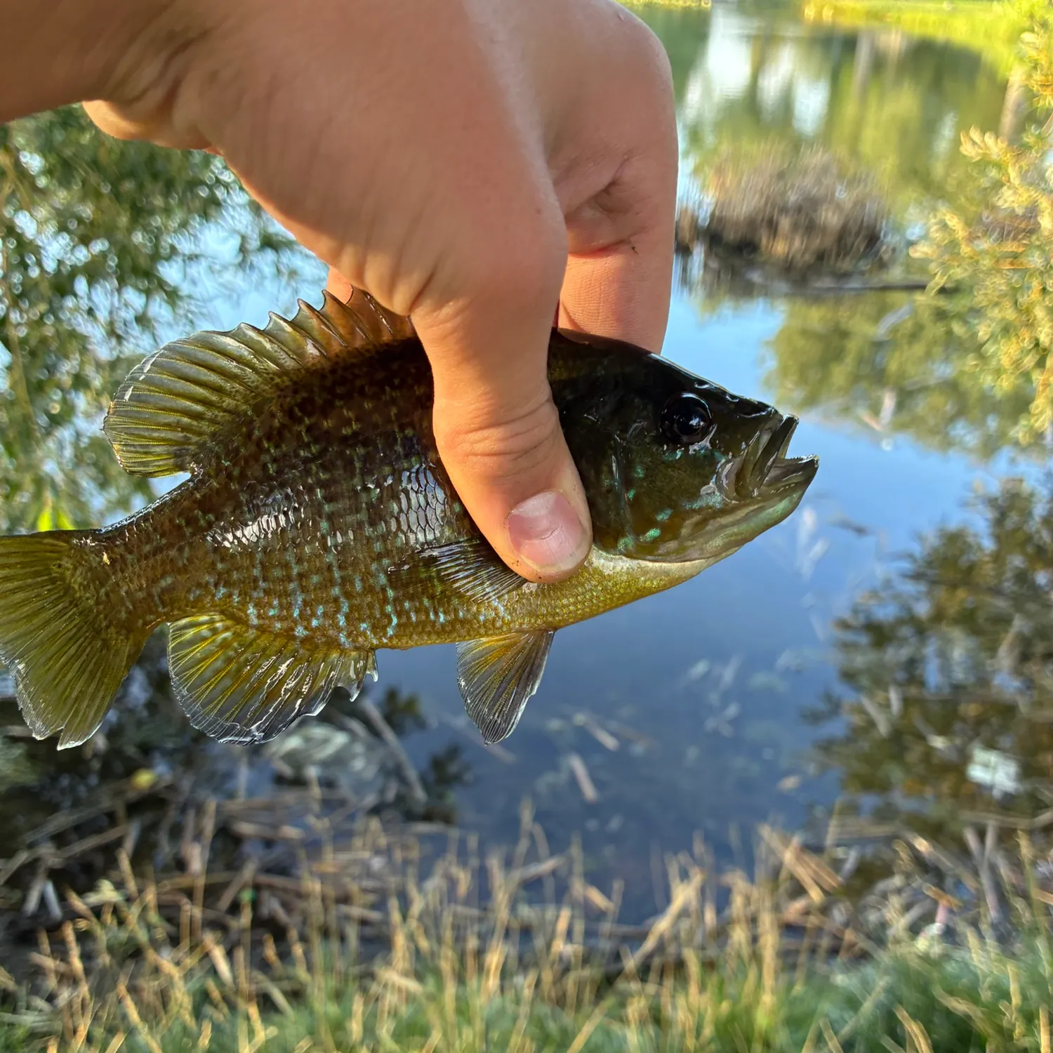 Green sunfish caught on Fishbrain