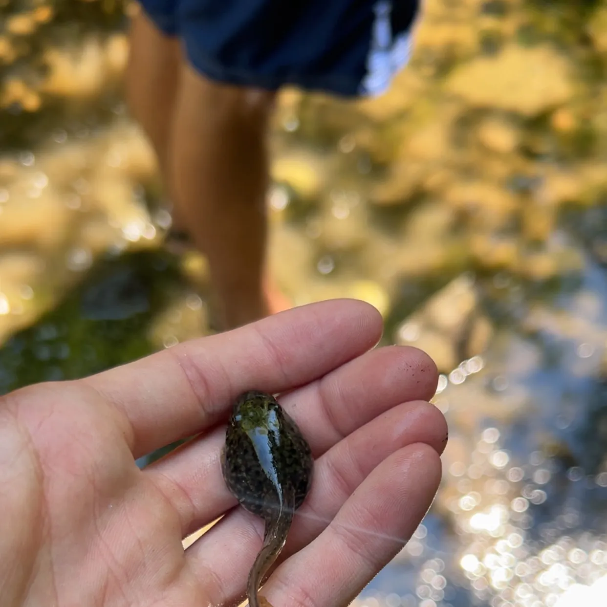 The most recent Tadpole whiptail catches on Fishbrain