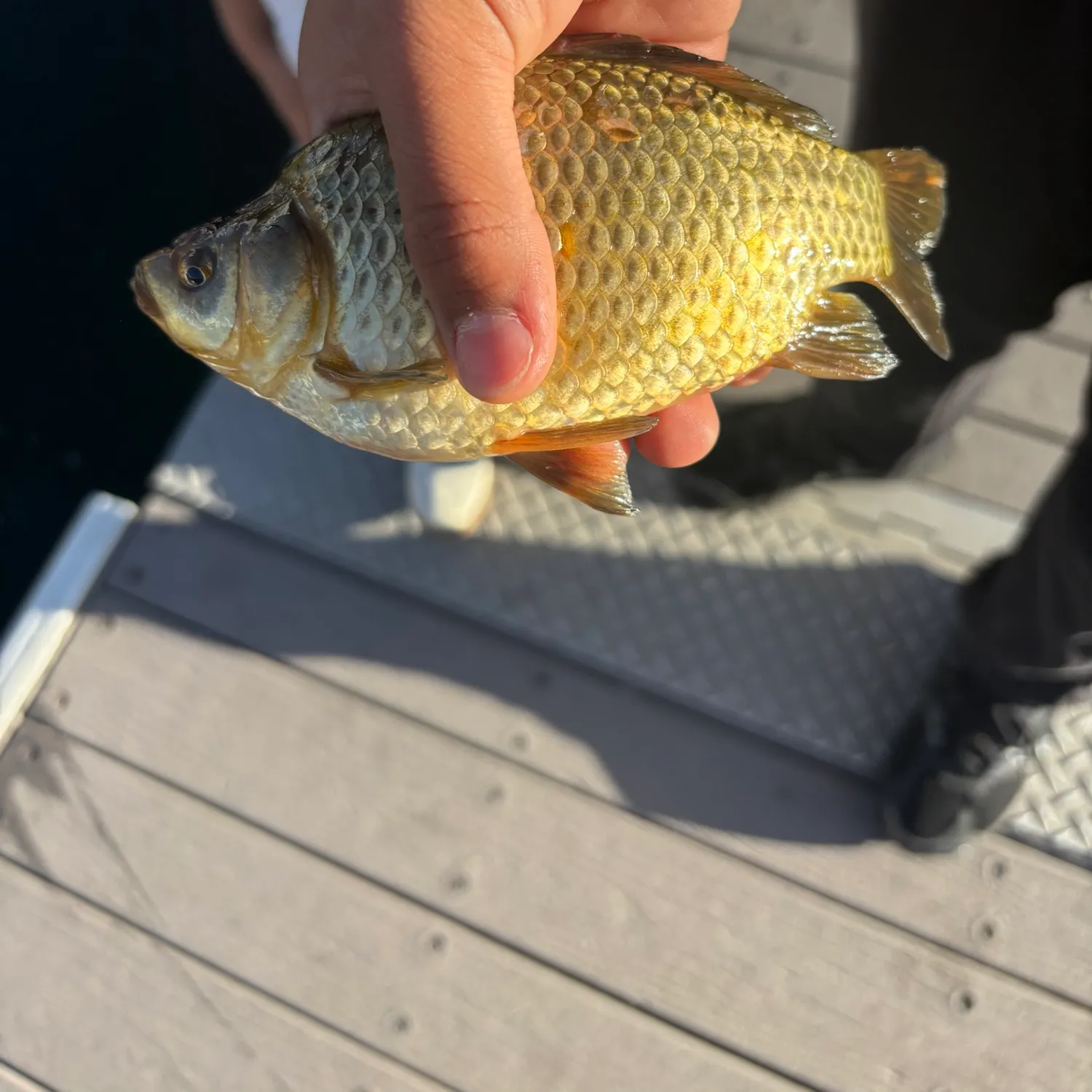 Crucian carp caught on Fishbrain
